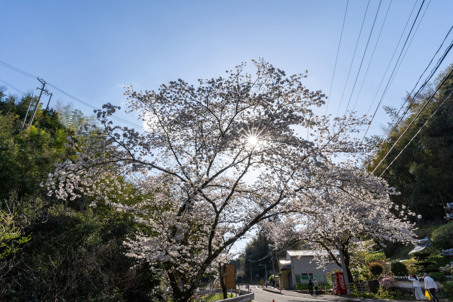 Pohon sakura yang mekar di bawah langit cerah
