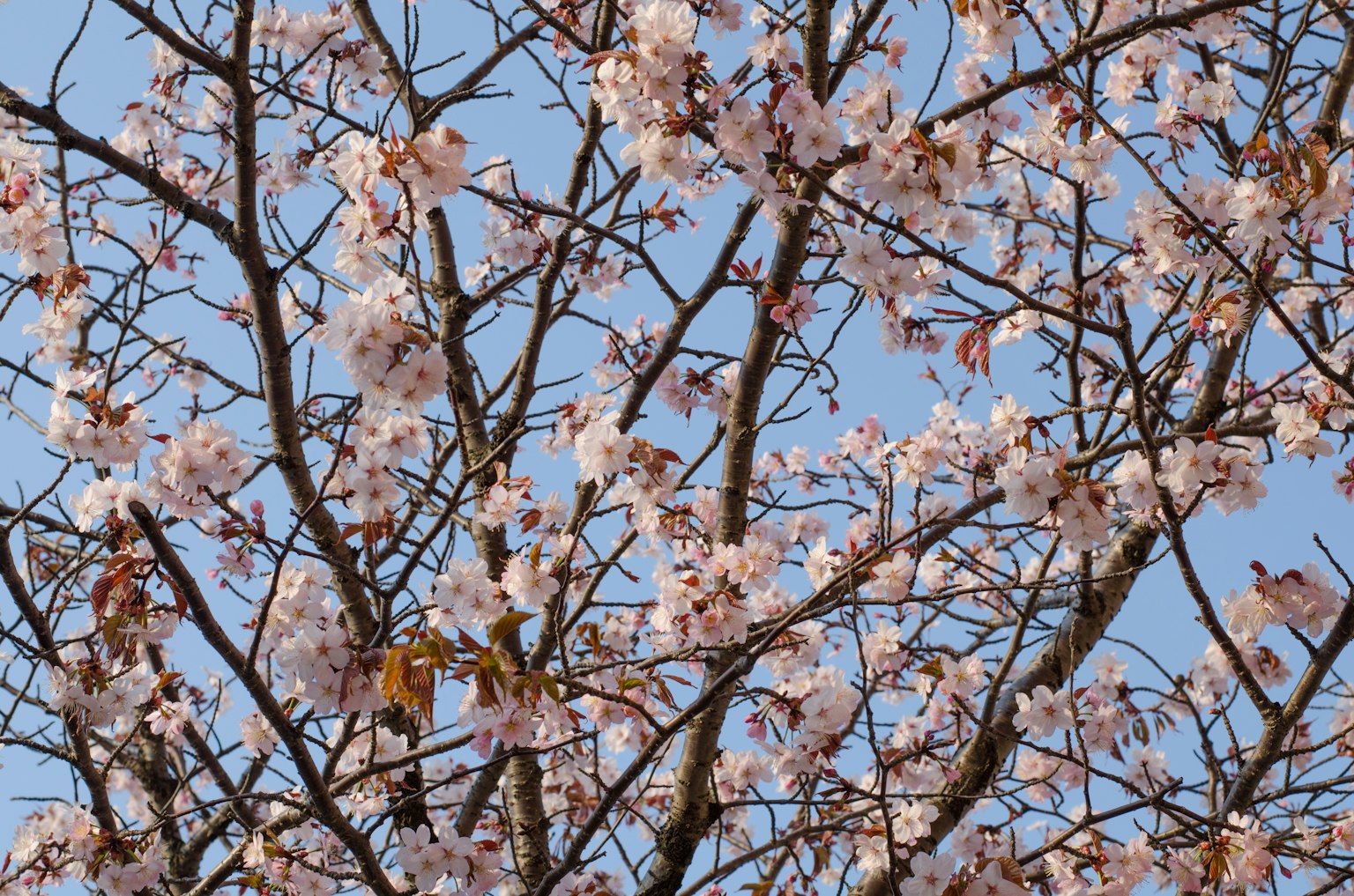 Ramas de cerezos en flor contra un cielo azul claro