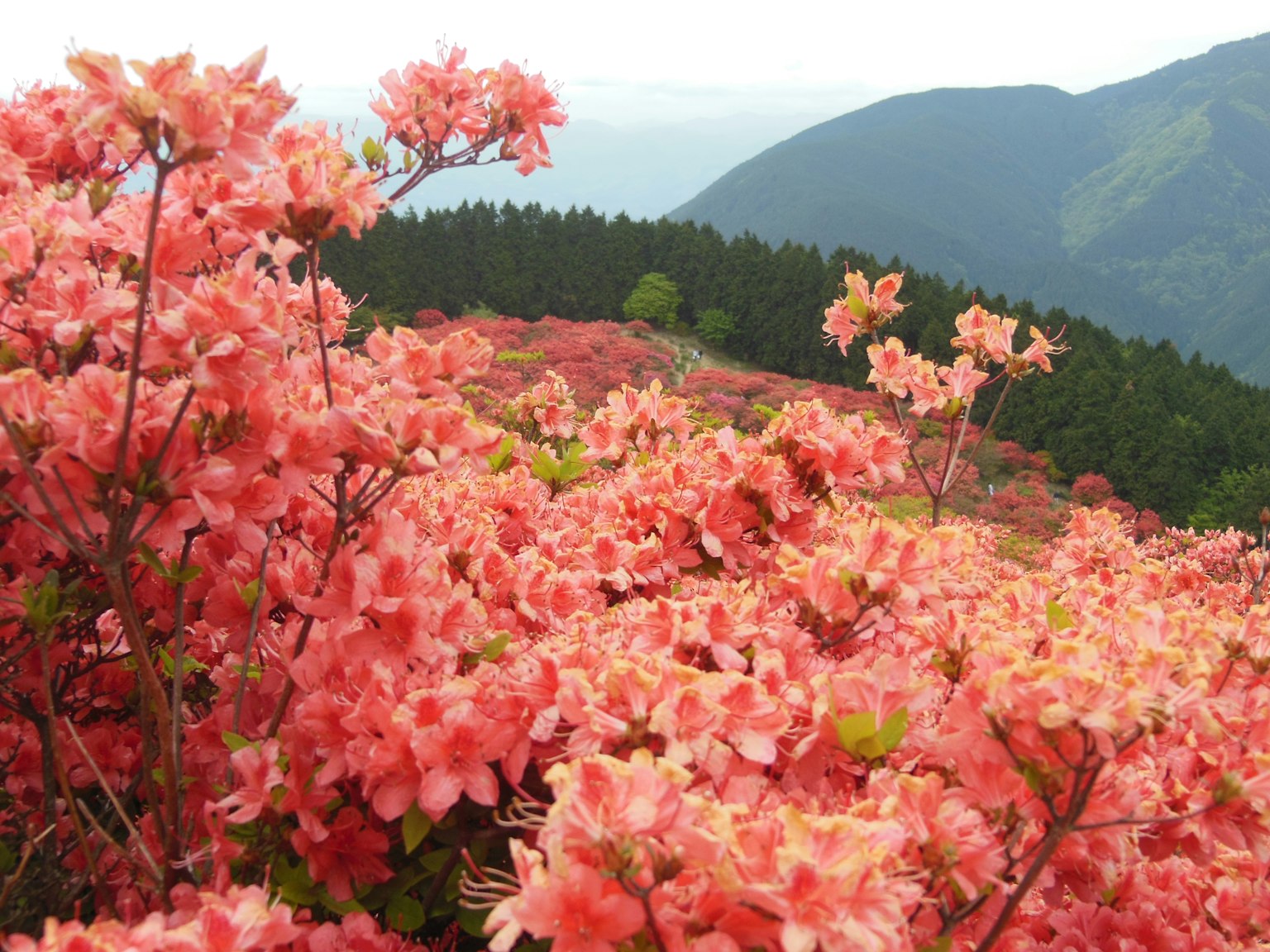 아름다운 산의 핑크색 철쭉이 만개한 풍경