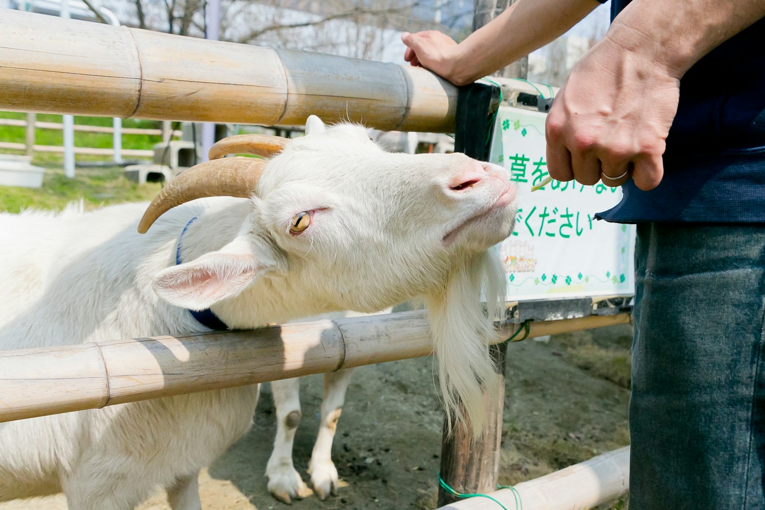 Seekor kambing putih bersandar pada pagar sambil berinteraksi dengan seseorang
