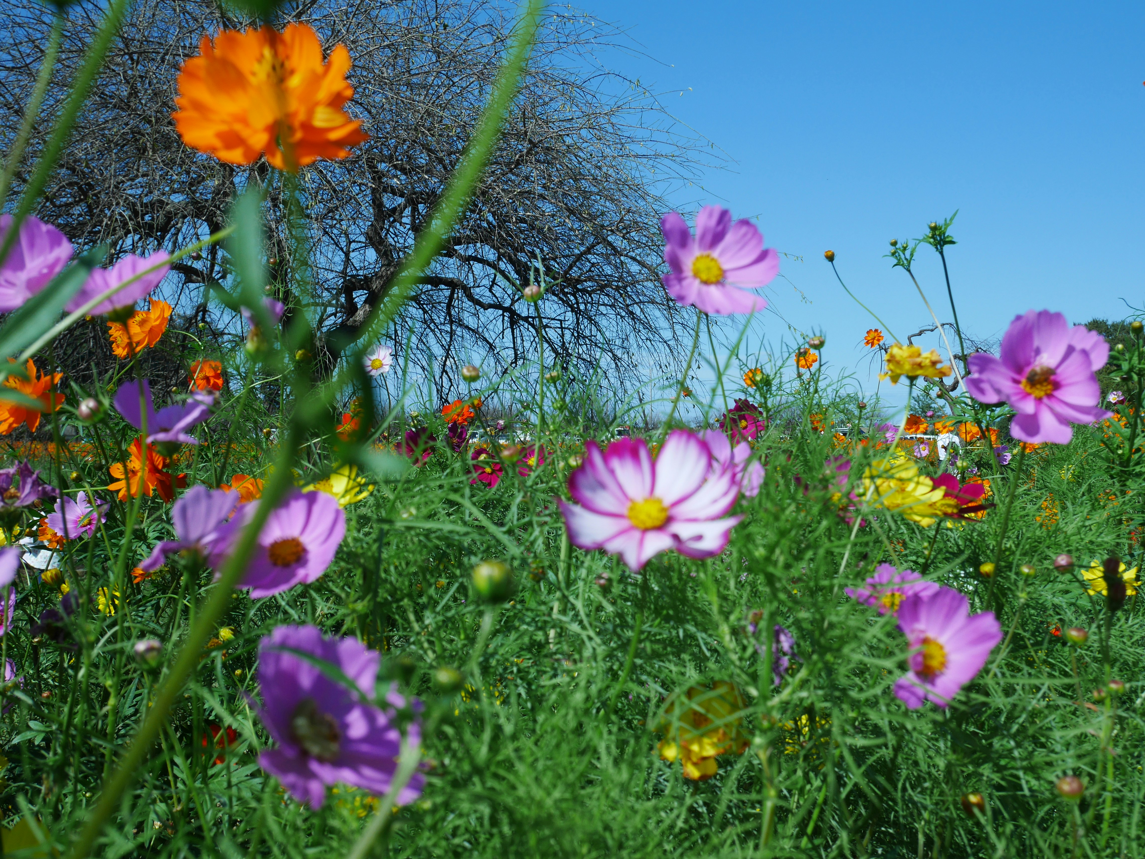 青空の下で咲く色とりどりの花畑