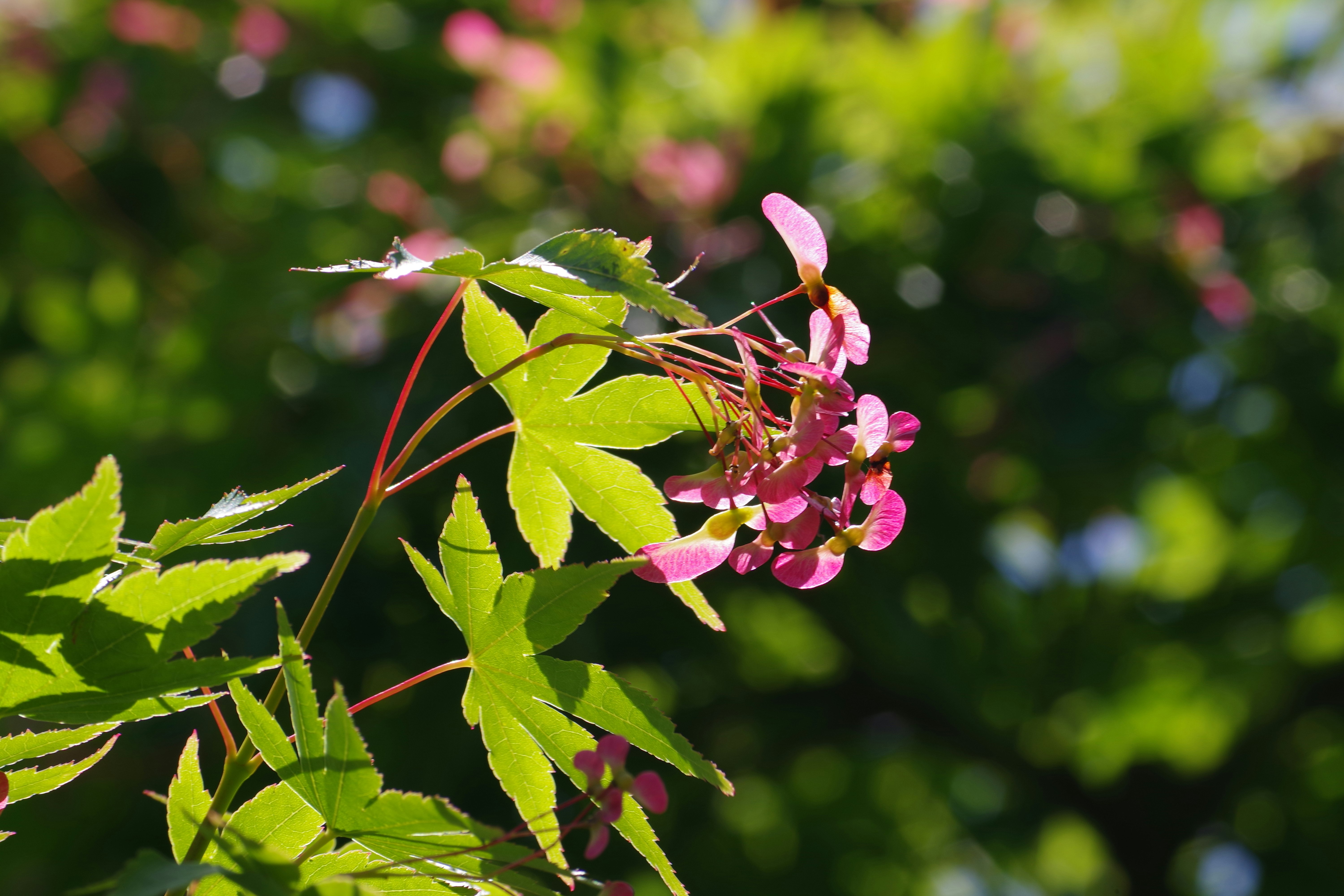 Fleurs roses de l’aile (samare) sur des feuilles vertes printanières
