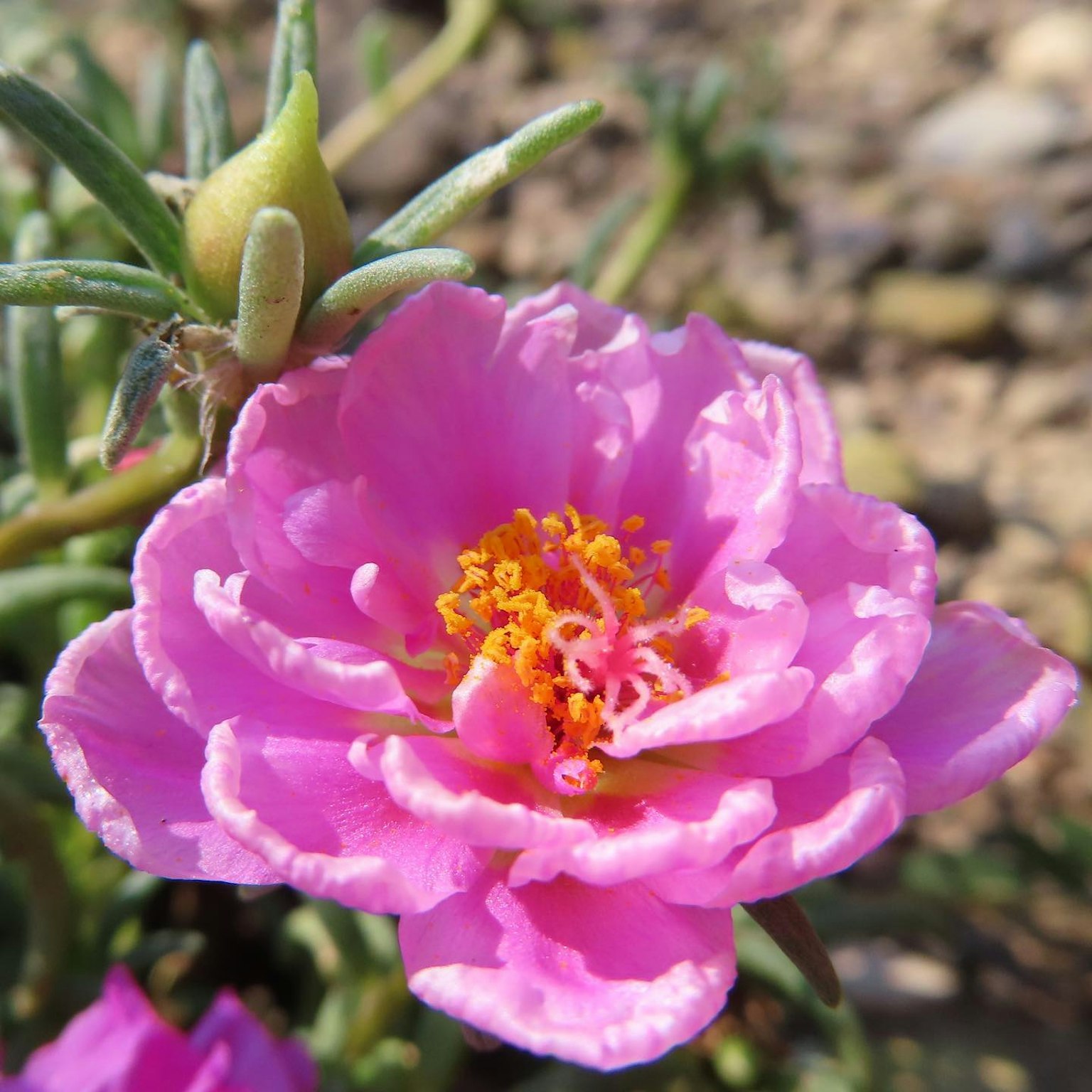 Nahaufnahme einer rosa Blume mit orangefarbenem Zentrum