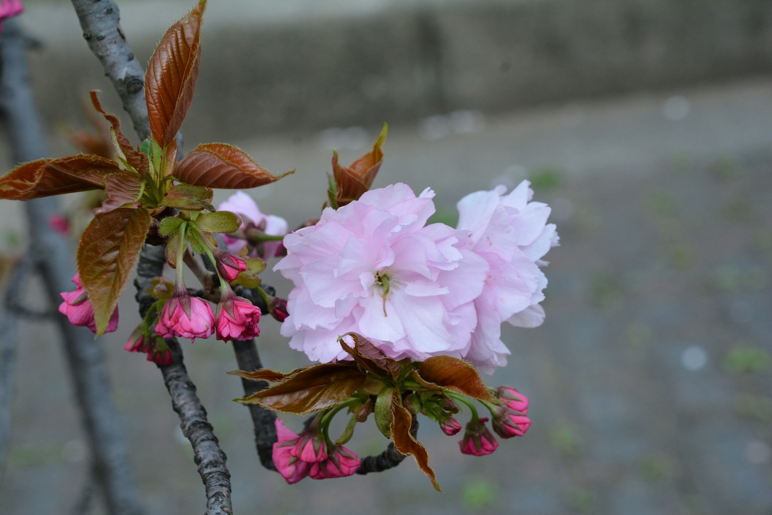 Close-up bunga sakura dan daun baru di cabang