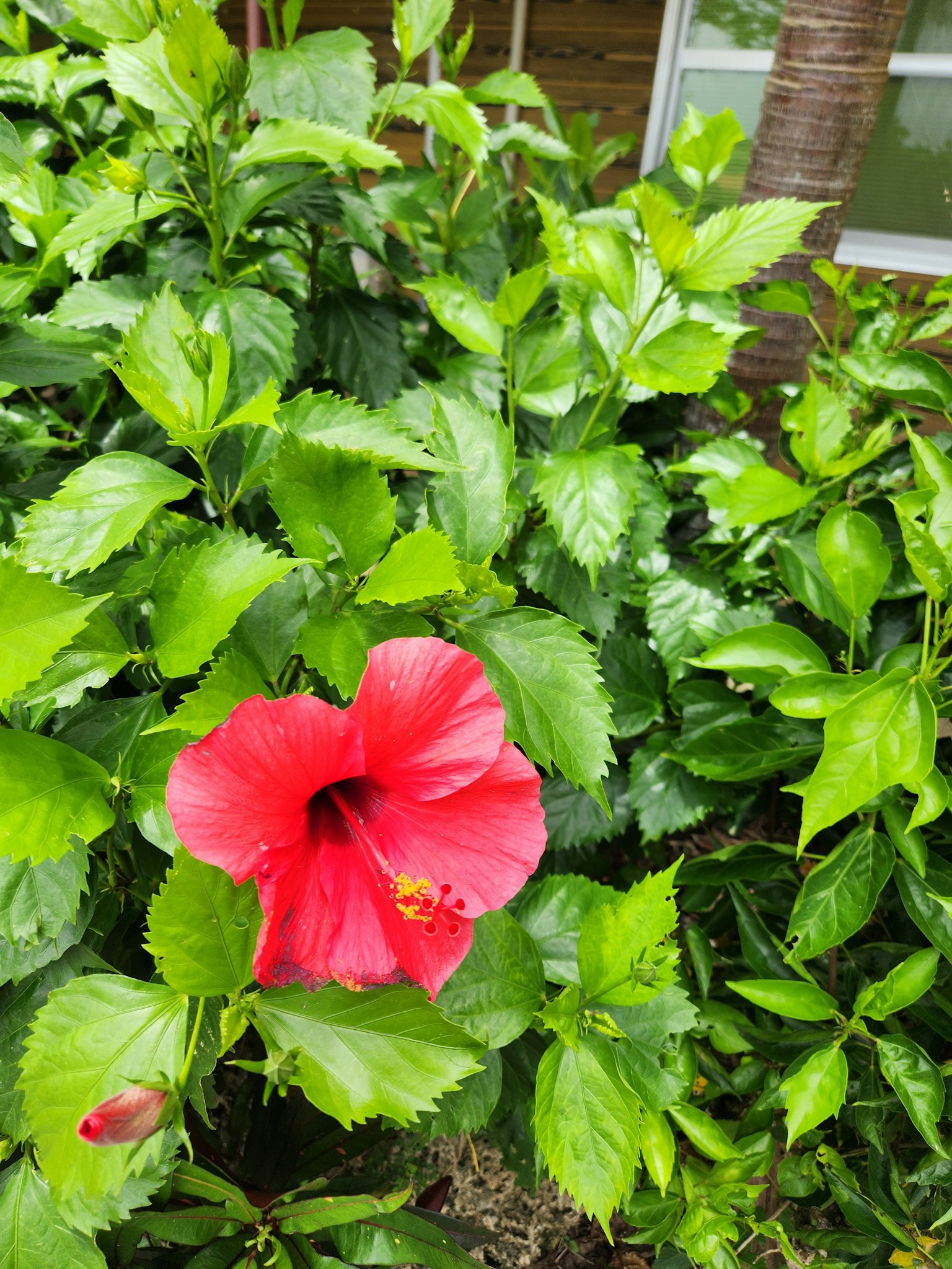 鲜艳的红色芙蓉花被郁郁葱葱的绿色叶子包围