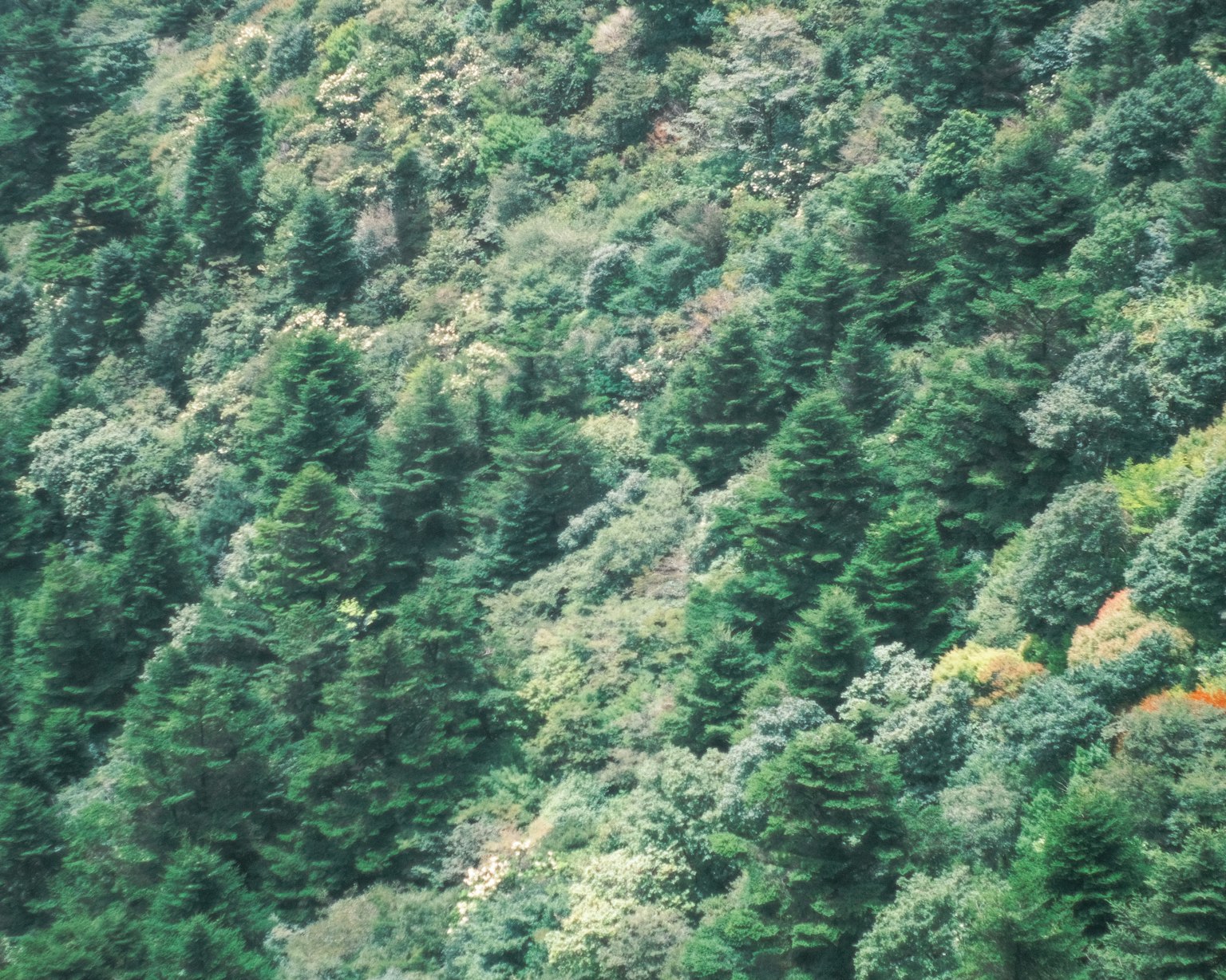 Paisaje forestal exuberante con una variedad de árboles florecientes