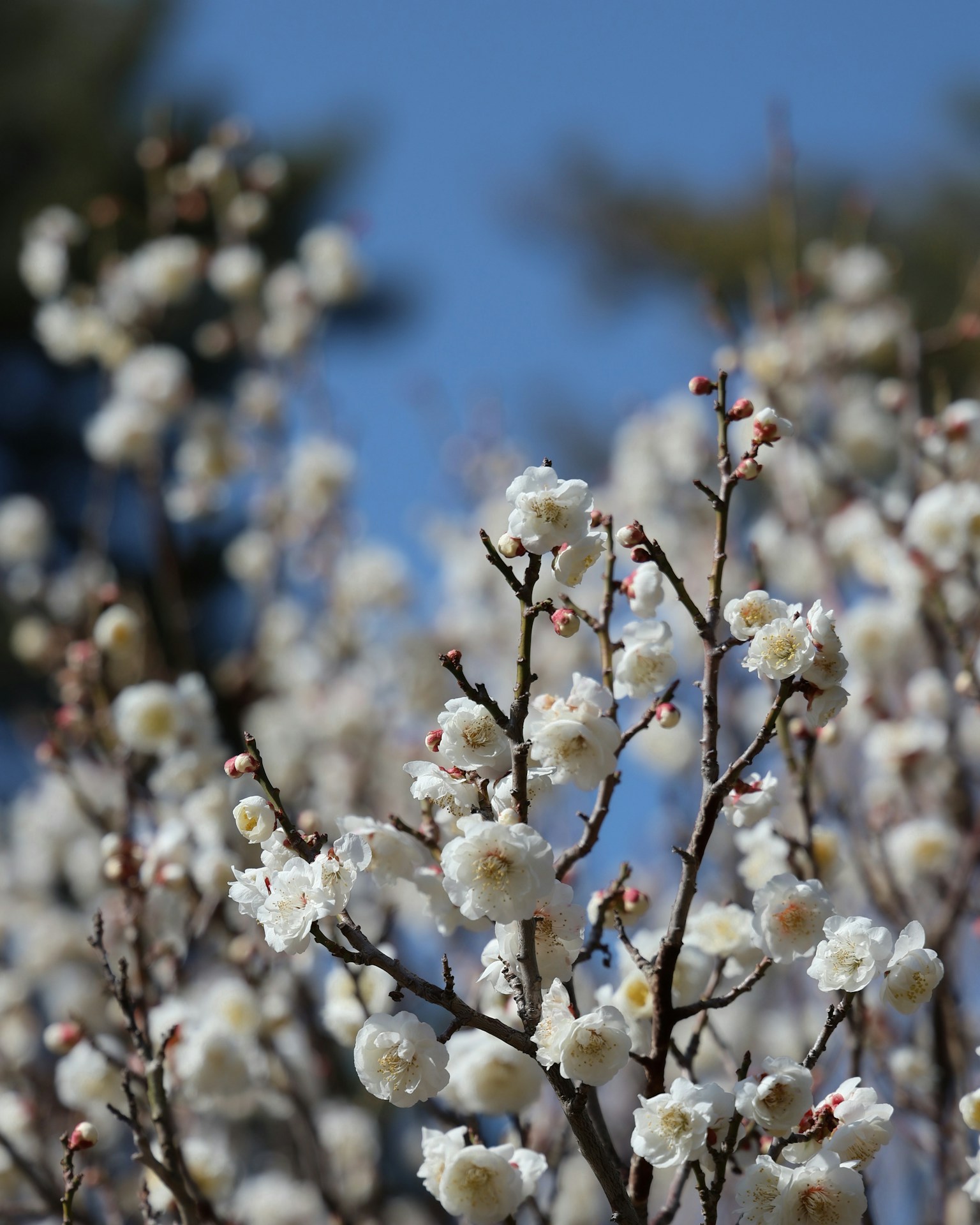 Branches d'un arbre avec des fleurs blanches contre un ciel bleu