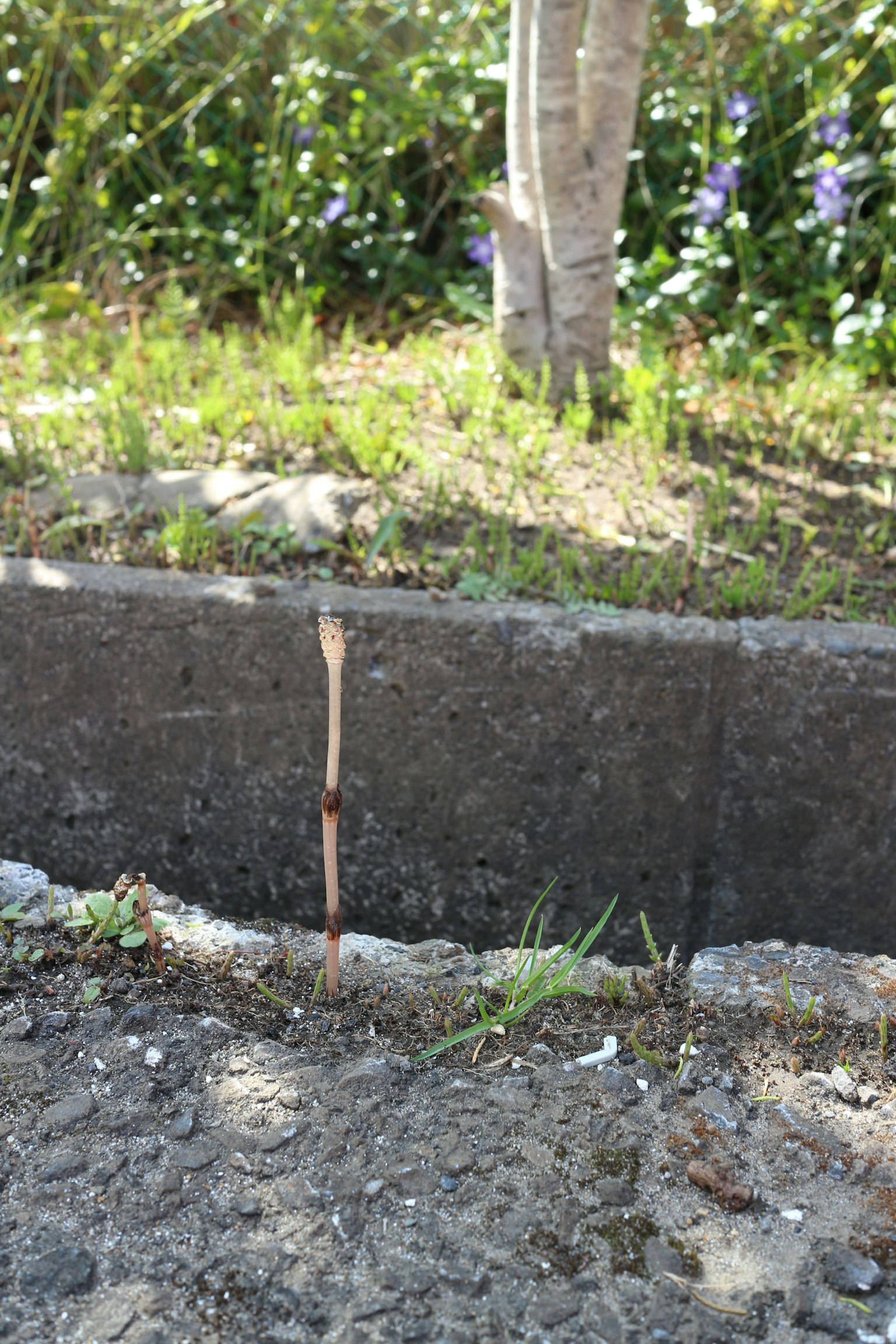 Concrete boundary on the ground with small grass and a stick