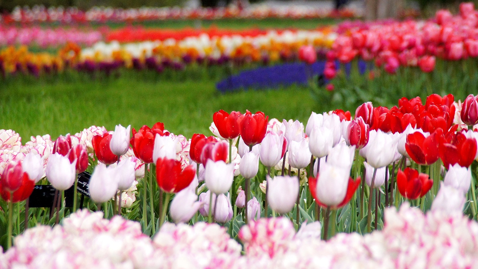 Cận cảnh vườn tulip sặc sỡ với hoa đỏ và trắng