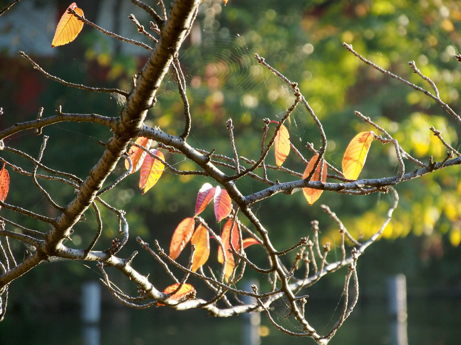 Foglie arancioni sui rami di un albero in autunno