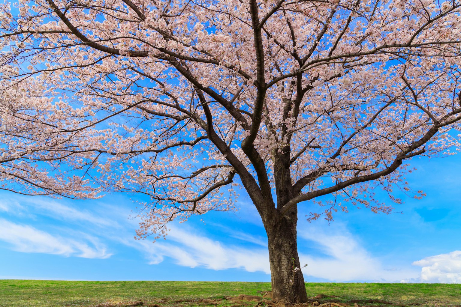 A beautiful cherry blossom tree under a clear blue sky