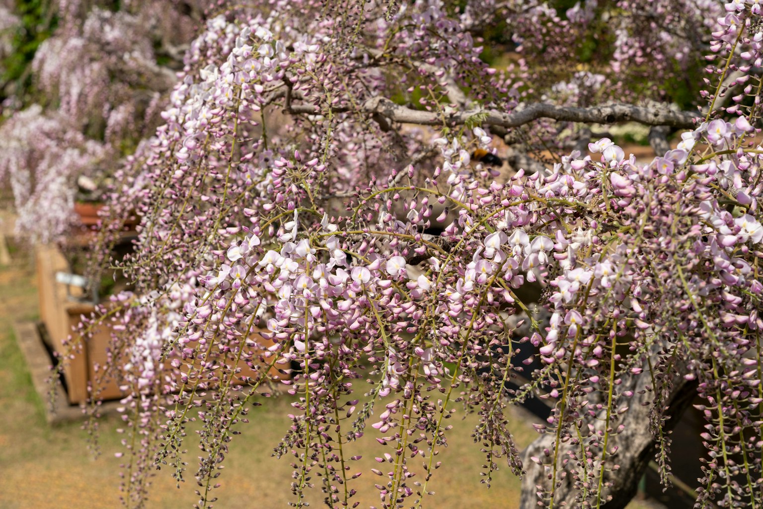 Rami di ciliegio piangente con fiori rosa pallido che pendono