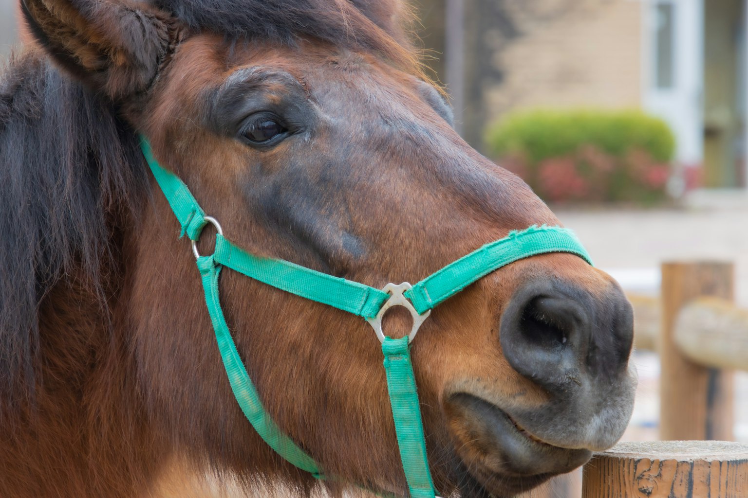 Gros plan sur le visage d'un cheval avec un licol vert