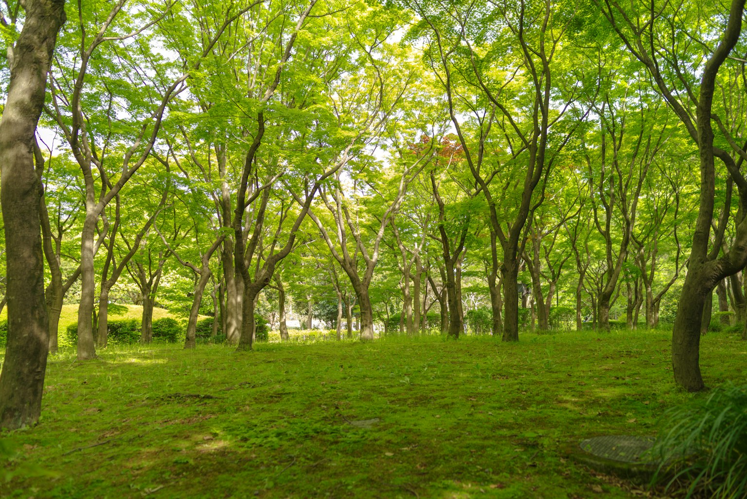 Üppige grüne Bäume in einer ruhigen Parklandschaft