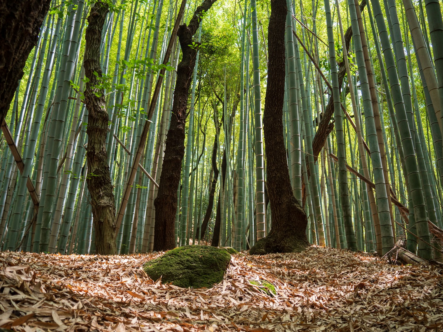 郁郁葱葱的竹林地面有落叶和覆盖苔藓的岩石