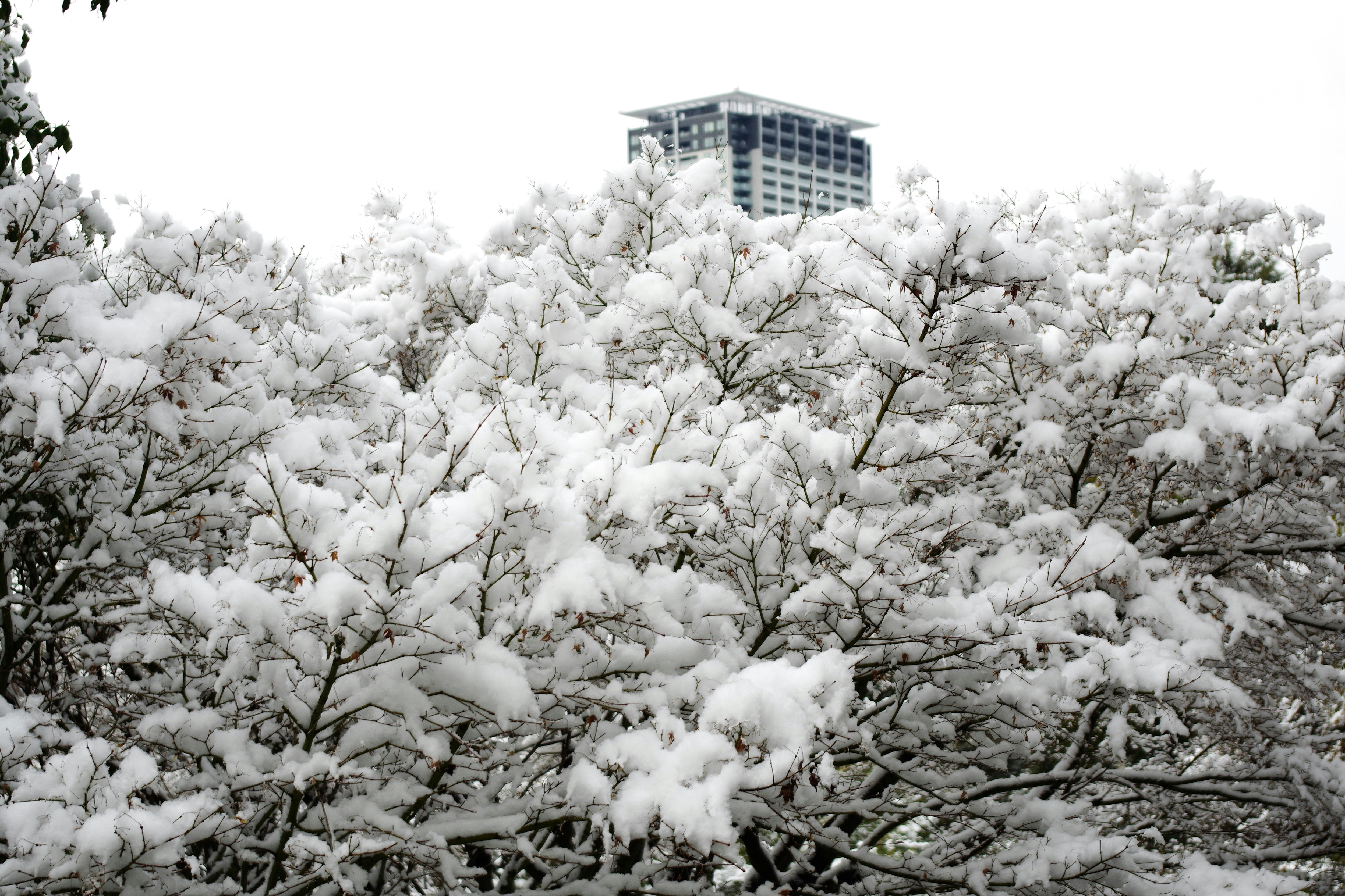 雪の花が咲いたように白く覆われた木々の景色
