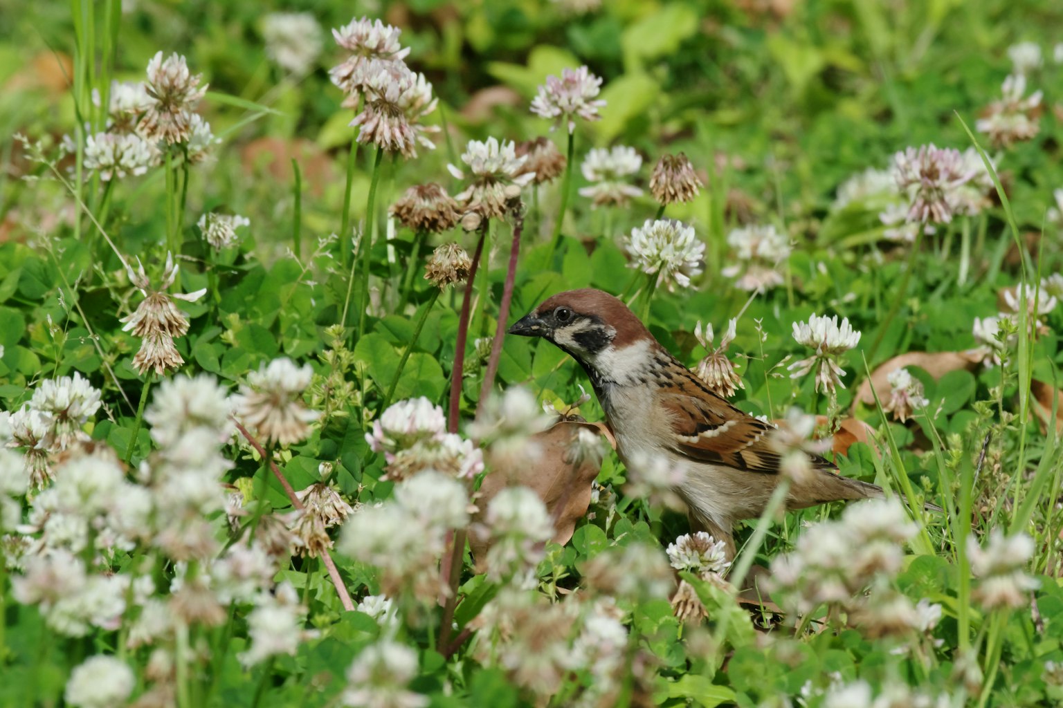 Sperling zwischen weißen Blumen auf einem grünen Feld