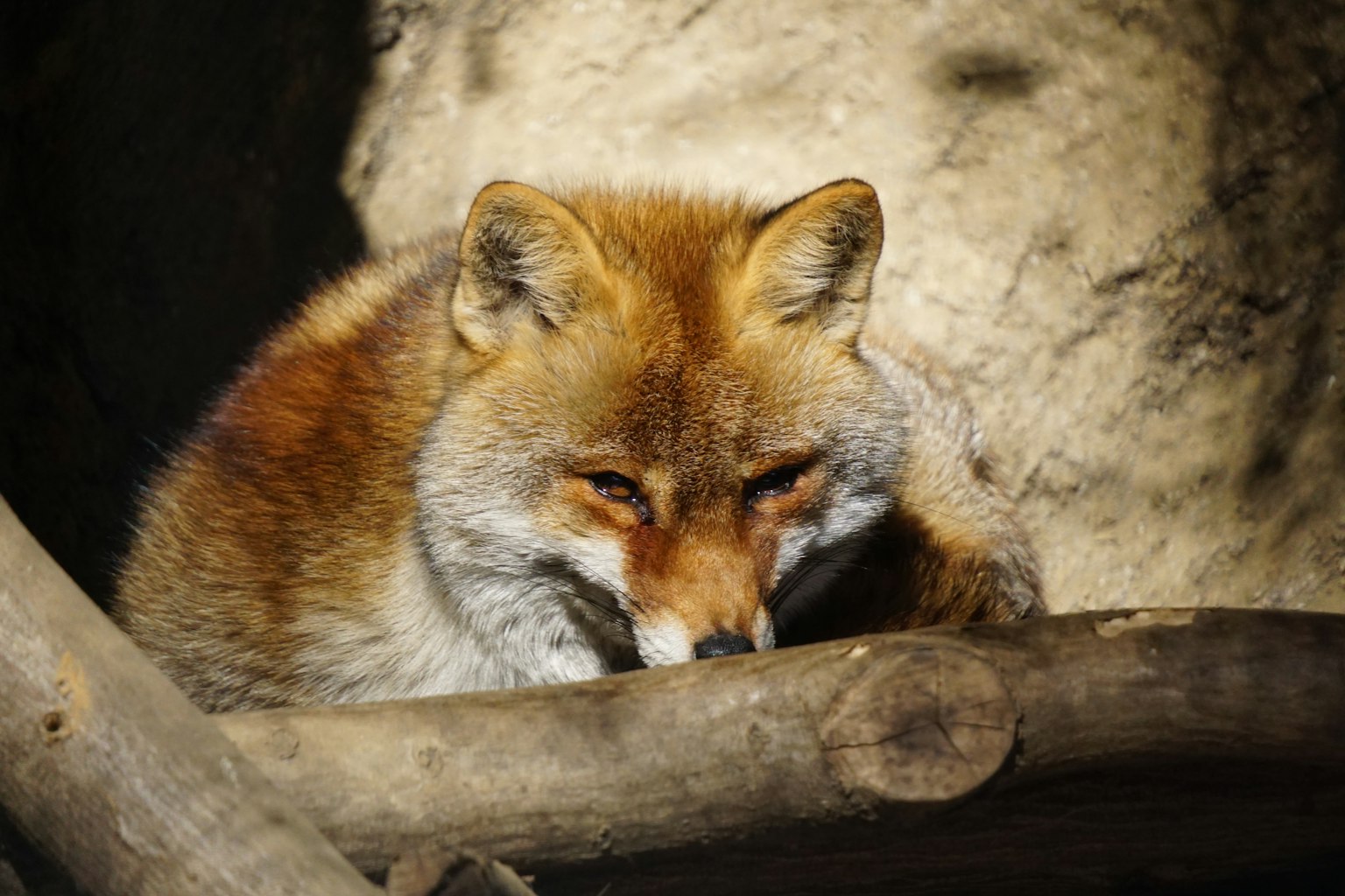 Ein ruhender Fuchs liegt auf einem Baumstamm mit warmen Felltönen