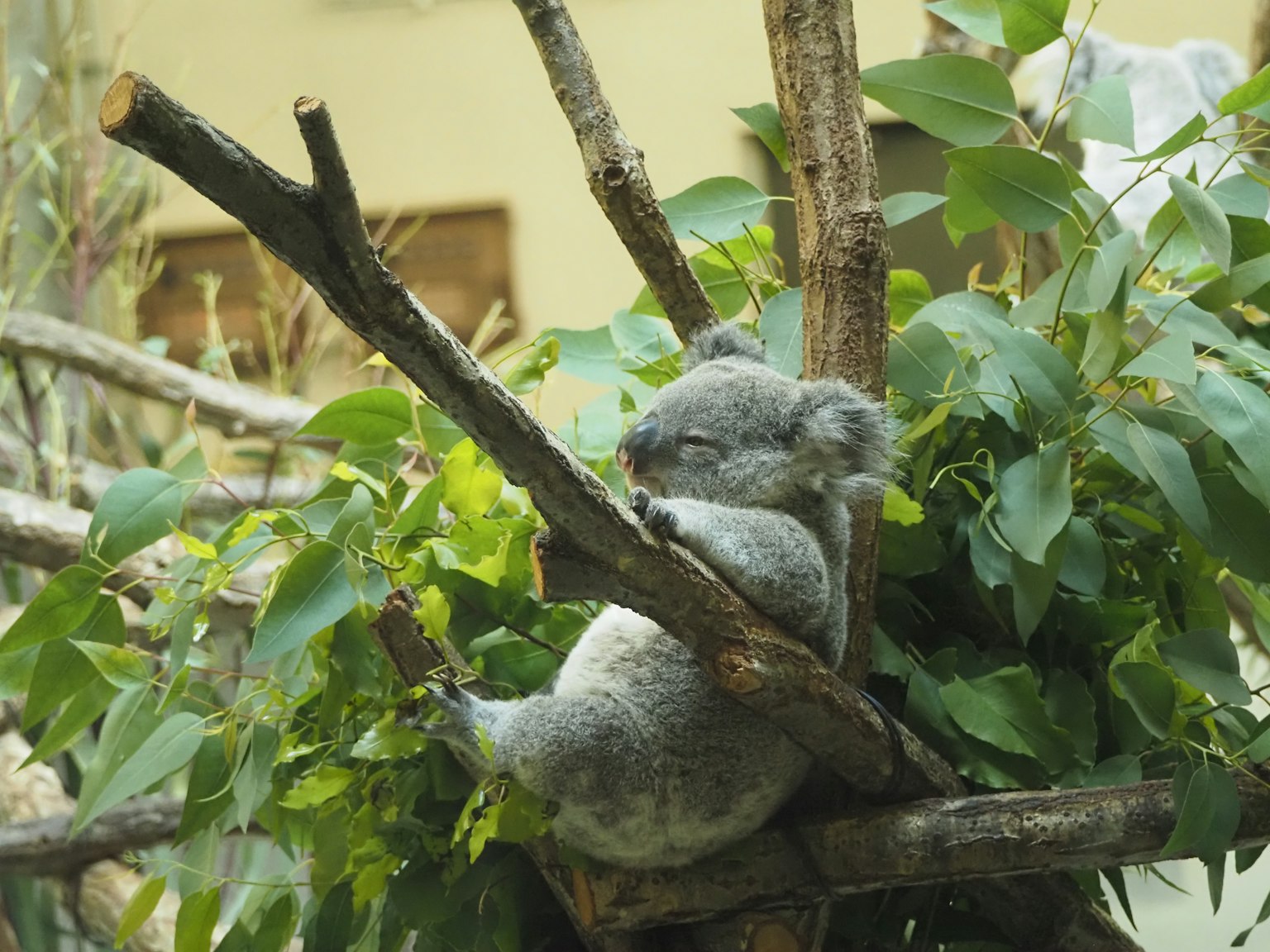 A cute koala resting on branches surrounded by green leaves