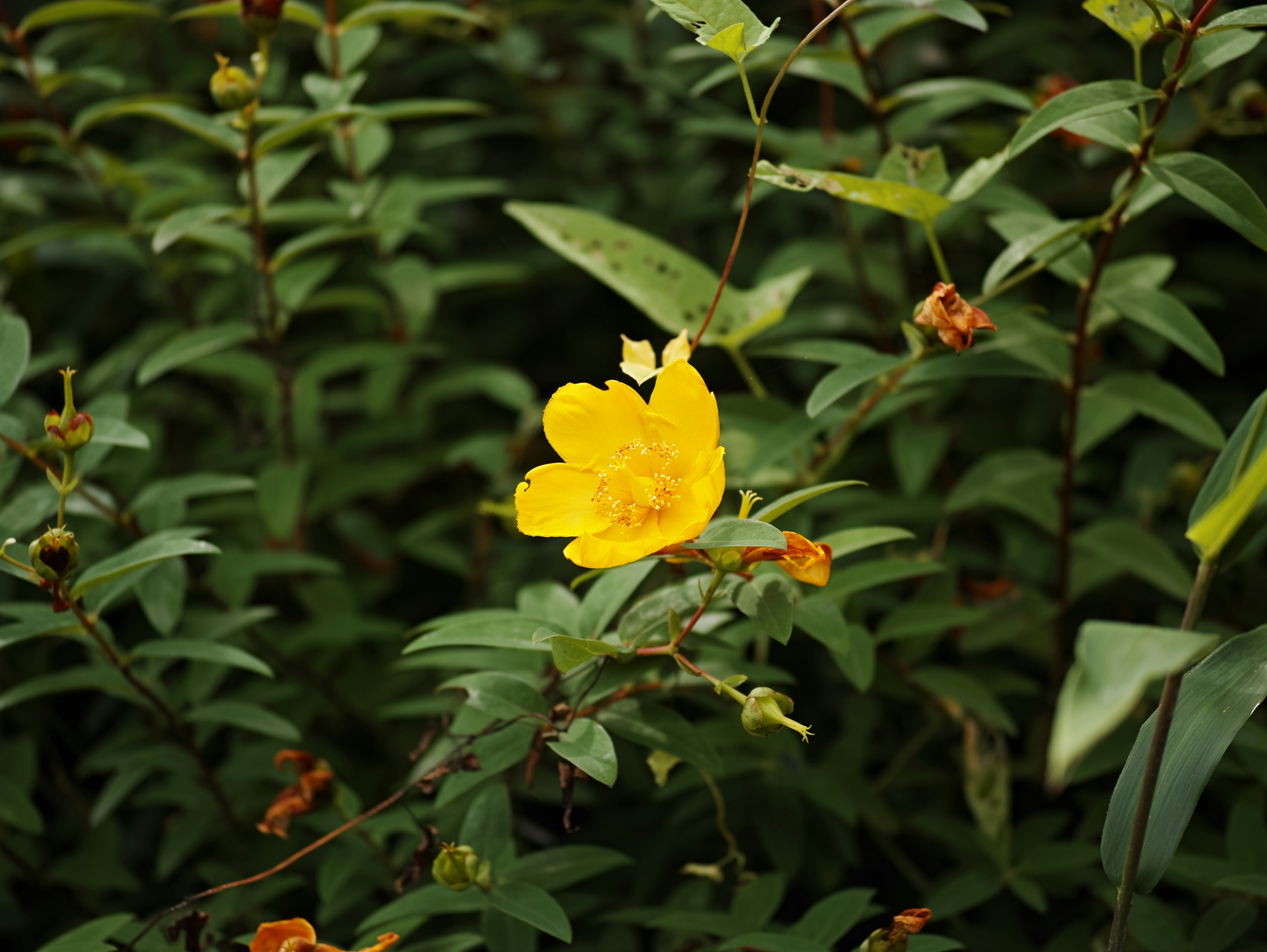 緑の茂みの中で咲く黄色い花