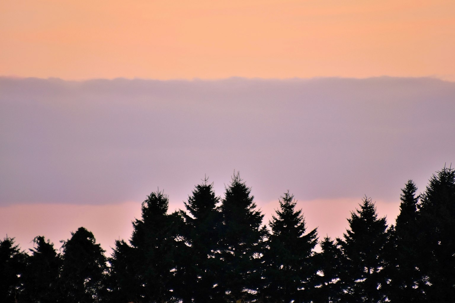 Silhouette d'arbres contre un ciel au coucher de soleil
