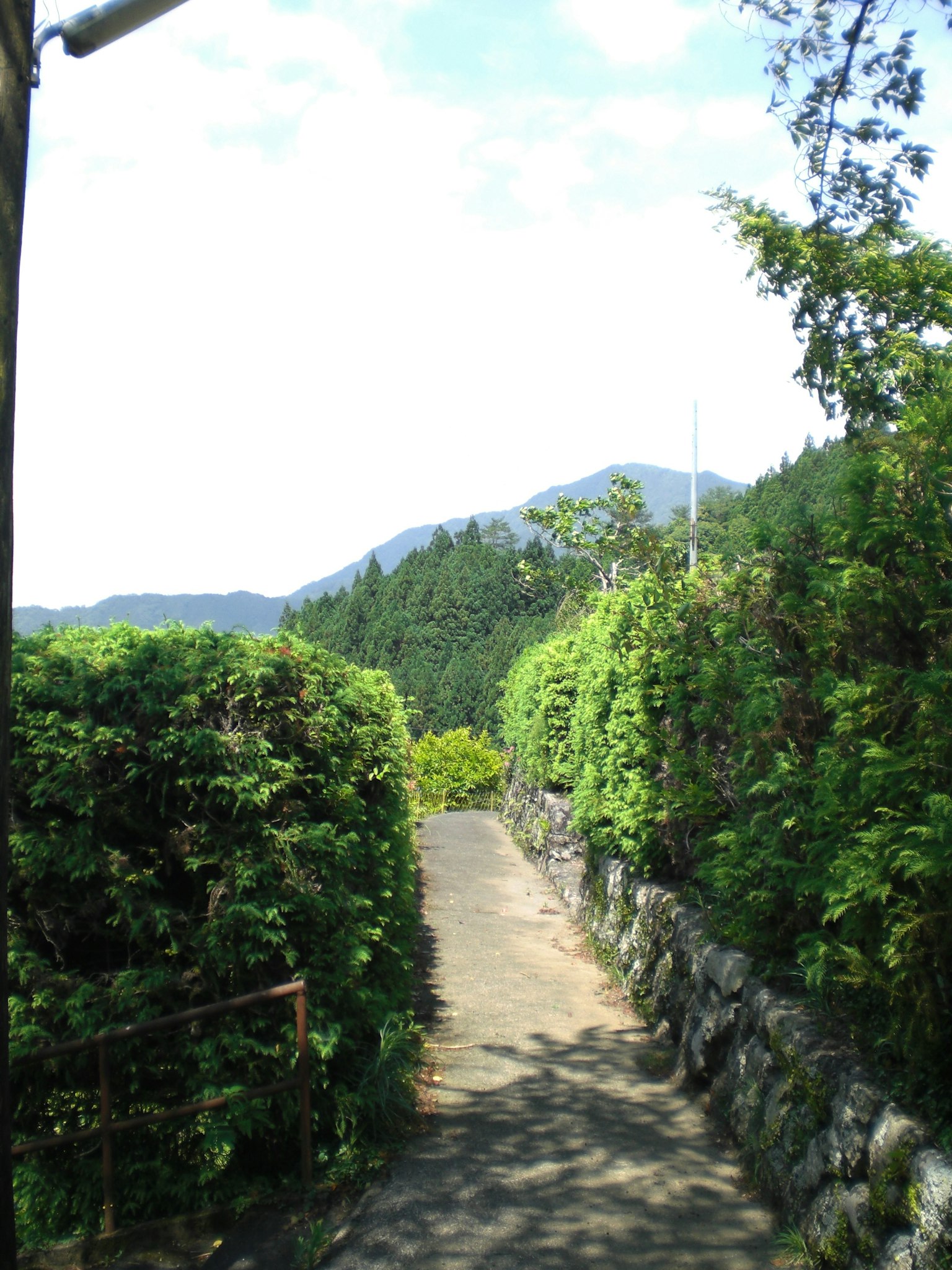 Un chemin entouré de verdure luxuriante avec des montagnes au loin