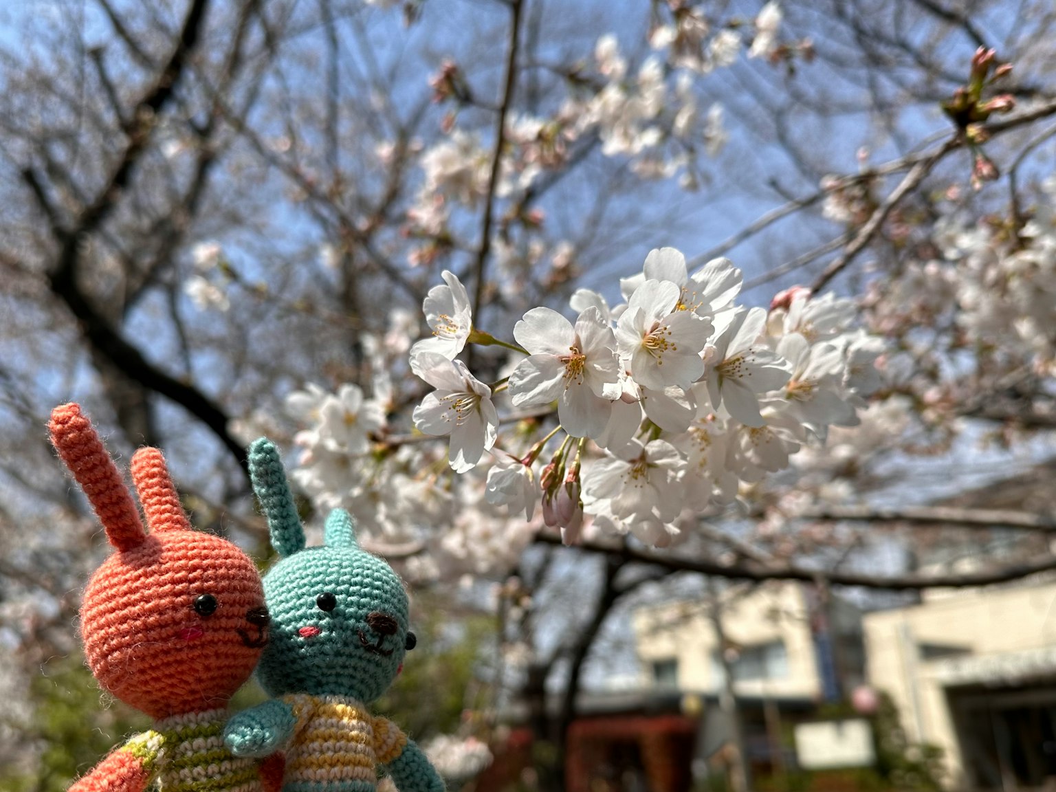 Zwei gehäkelte Hasen vor Kirschblüten