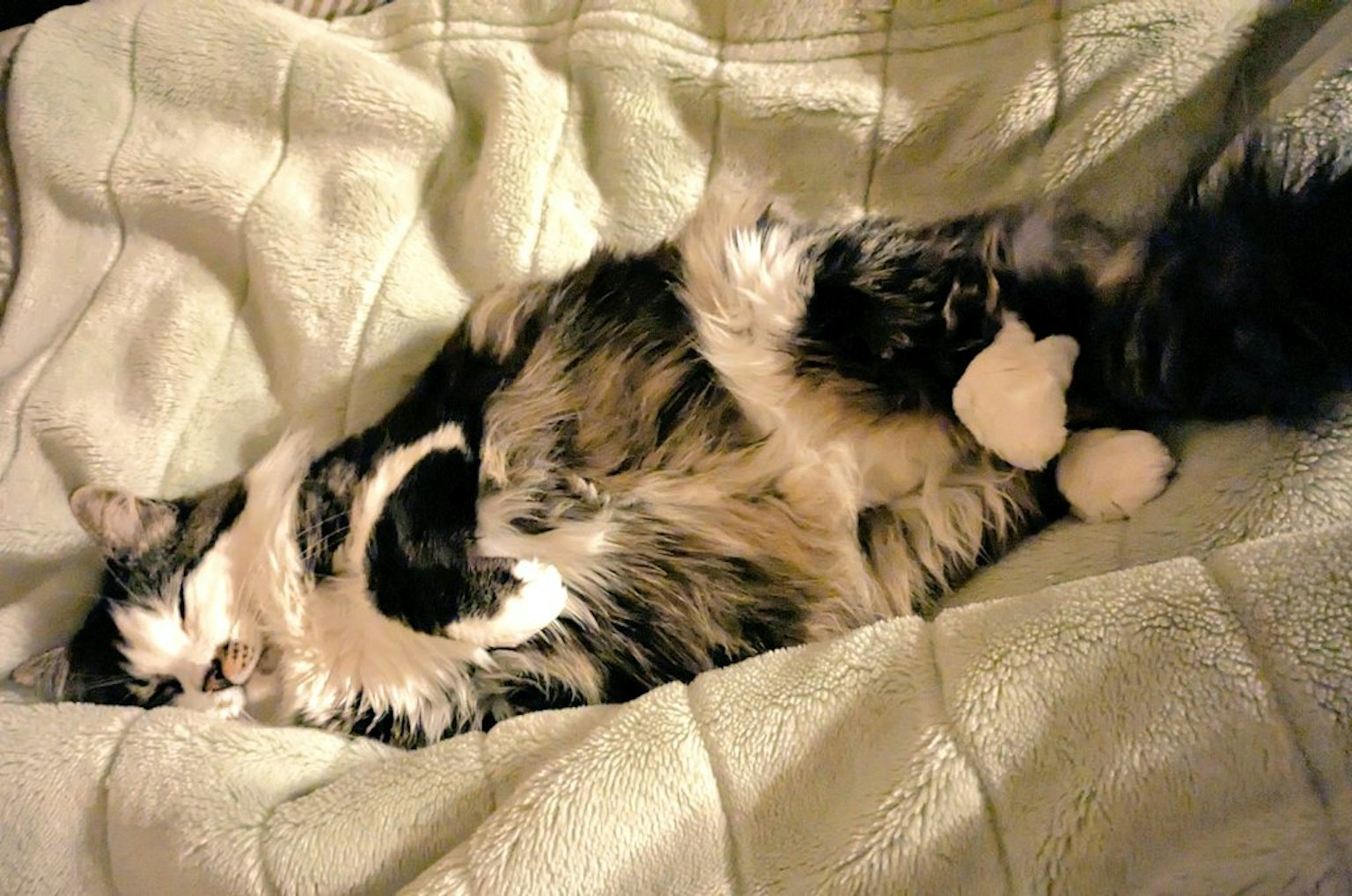 Eine flauschige Katze liegt auf einer weichen Decke