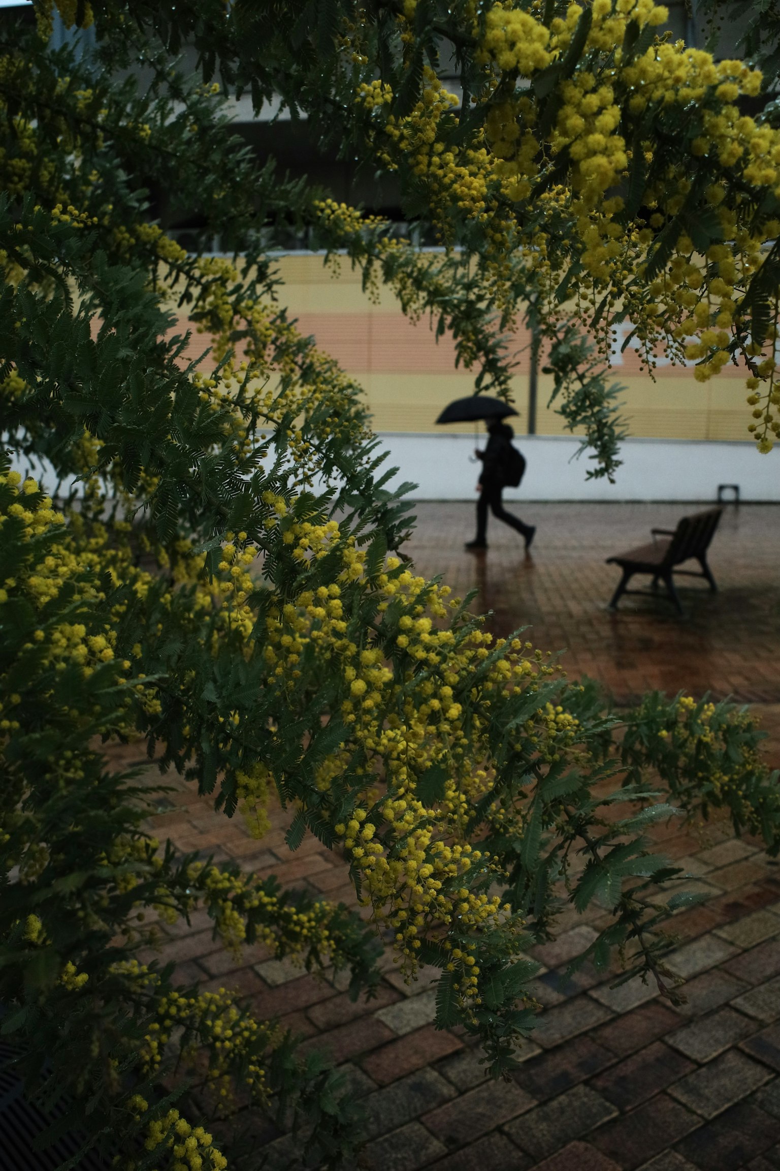 A person walking with an umbrella in the rain framed by yellow flowering branches