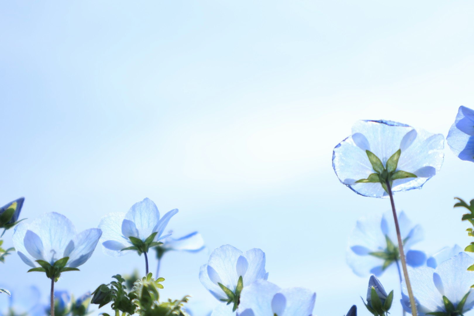 fleurs bleues et feuilles sous un ciel clair