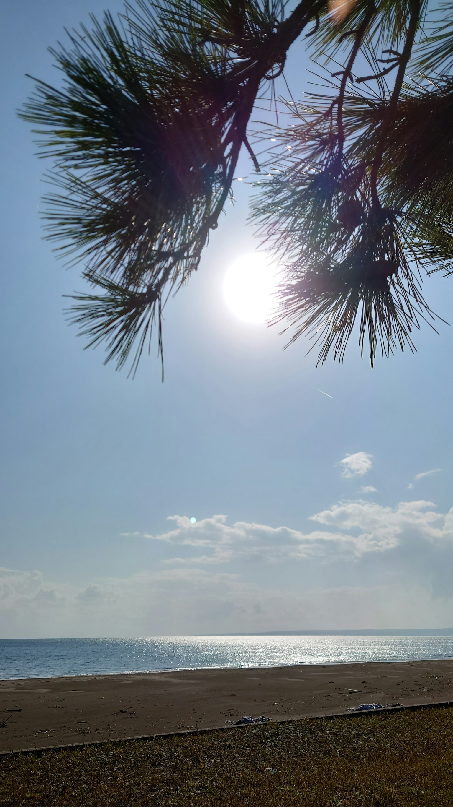 Rami di pino con luce solare contro un cielo blu e l'oceano