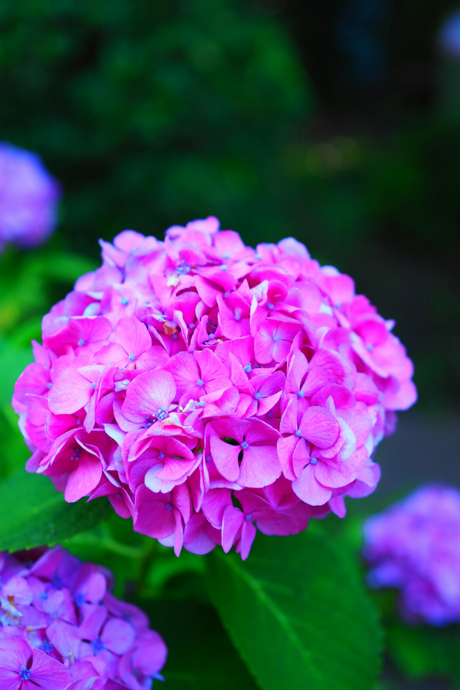 Vibrant pink hydrangea flower blooming among green leaves