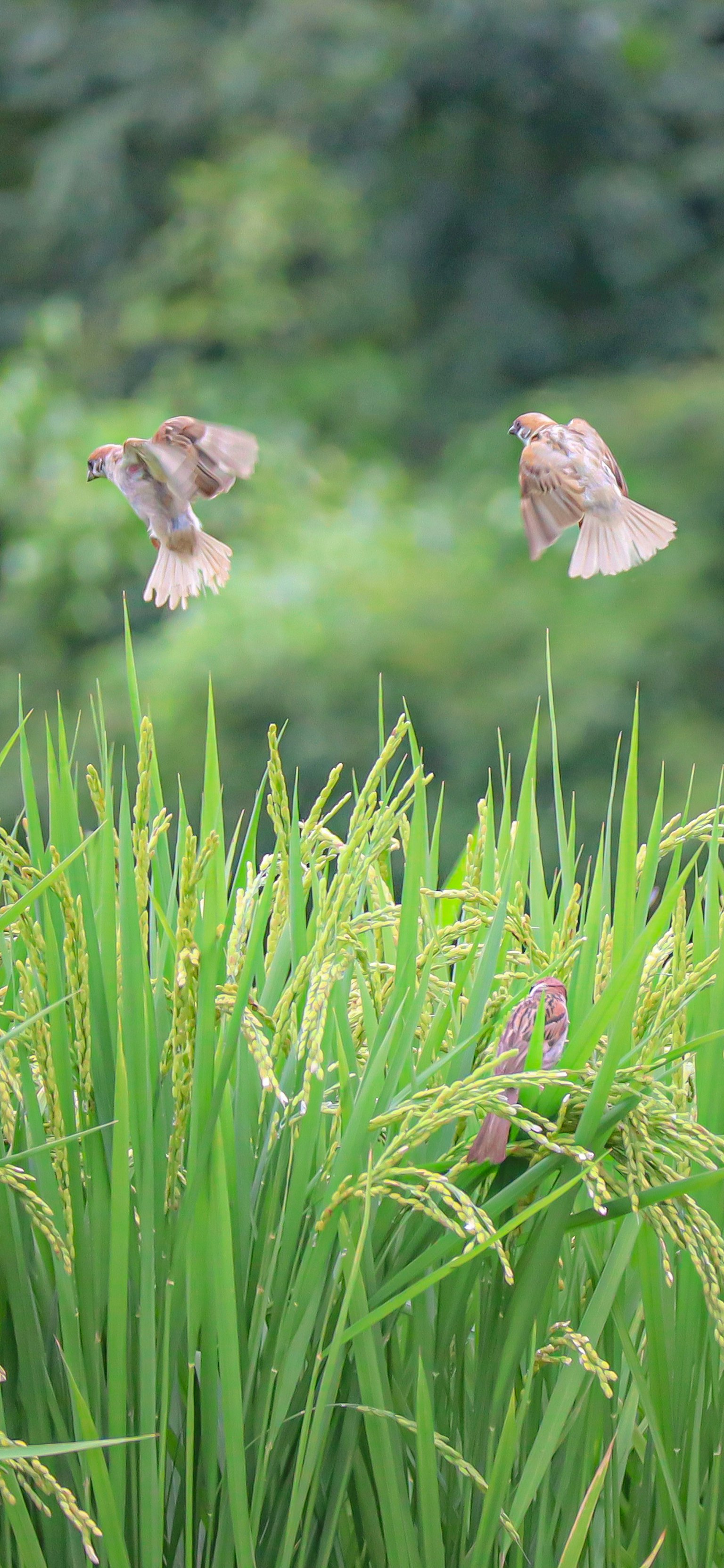 鳥兒在綠色稻田中飛翔