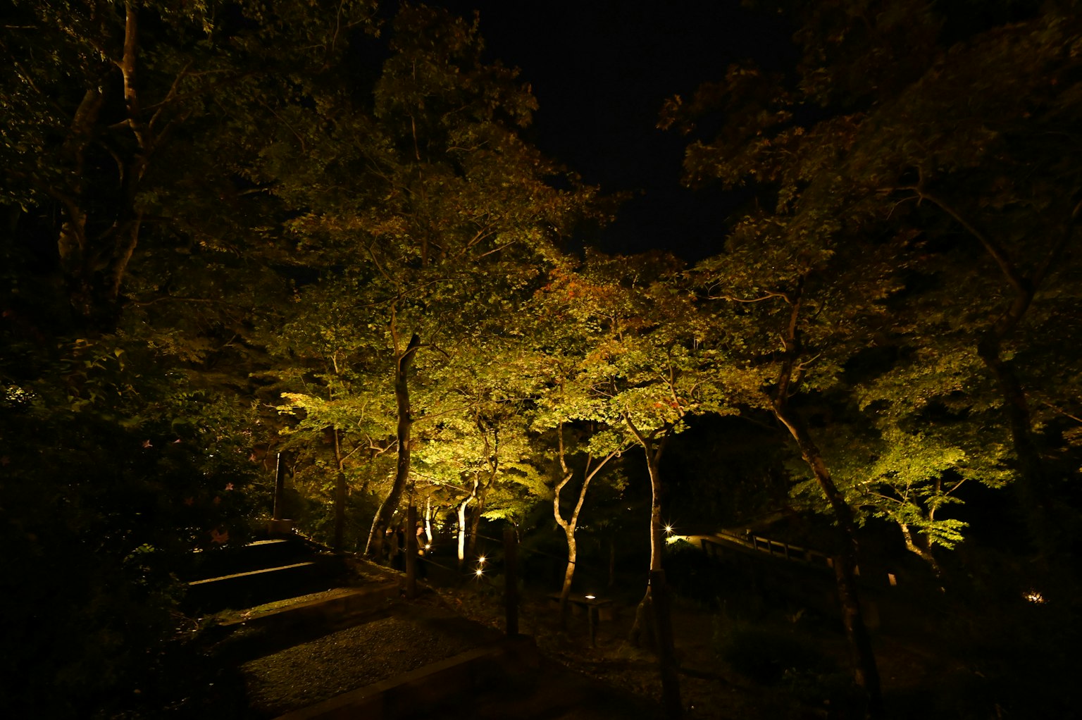 Illuminated trees in a park at night
