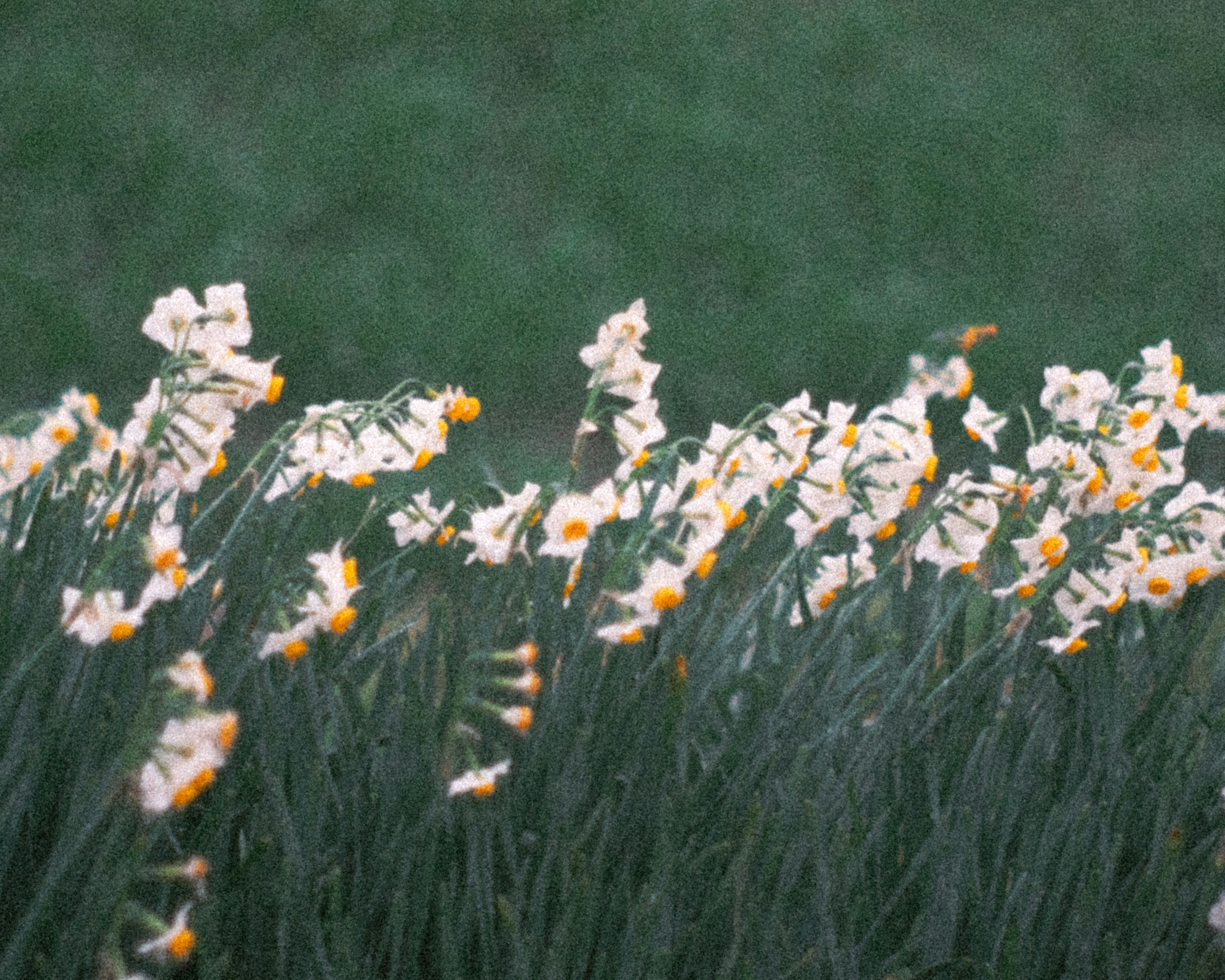 un campo de pequeñas flores sobre hierba verde