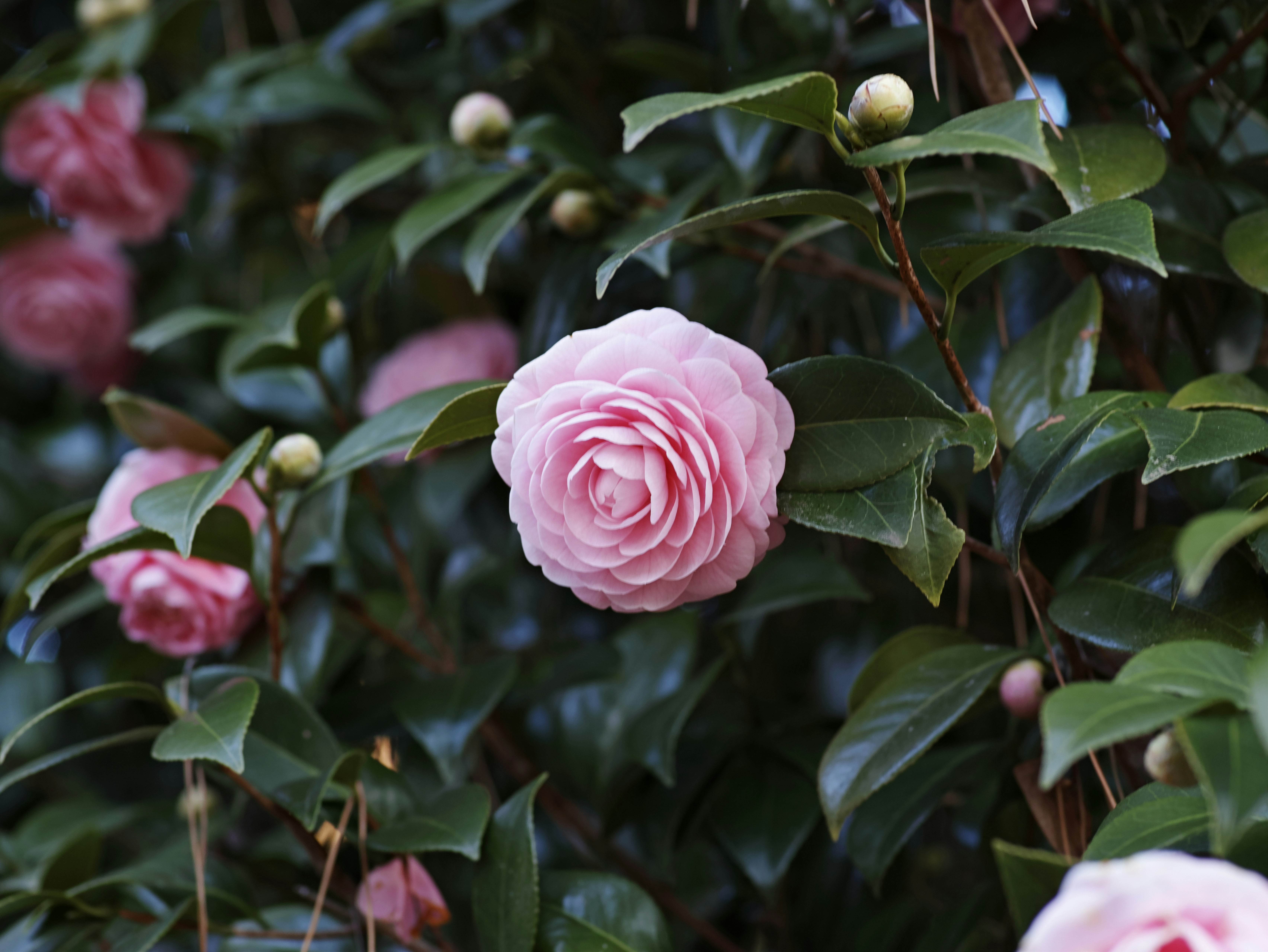 葉に囲まれたピンクのバラの花