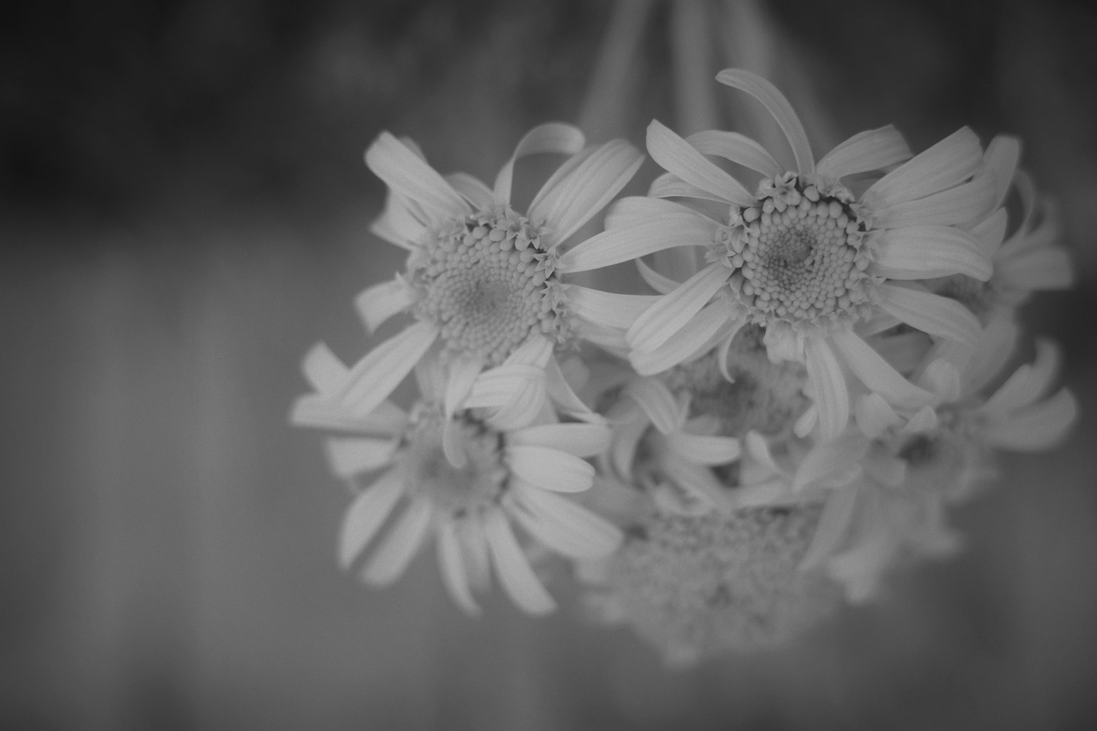 Foto hitam putih dari sekuntum bunga putih dengan efek bokeh lembut