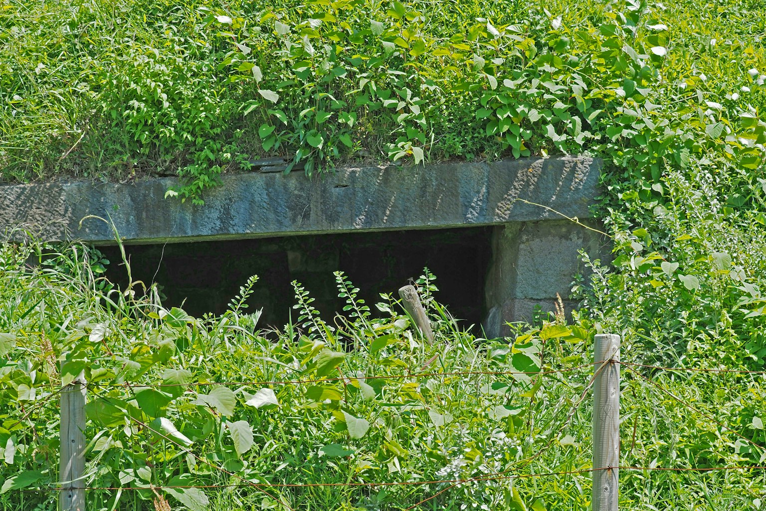 Entrée d'un passage souterrain recouvert de verdure