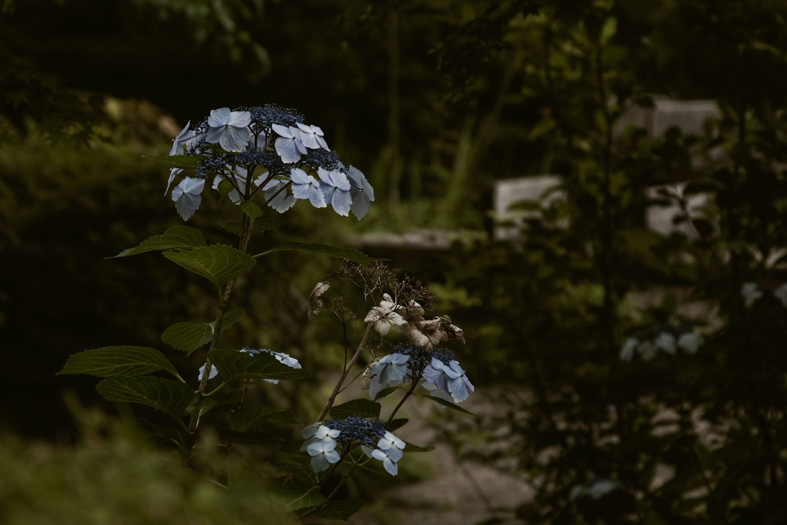 Flores azules destacan en un entorno de jardín sereno con un fondo oscuro