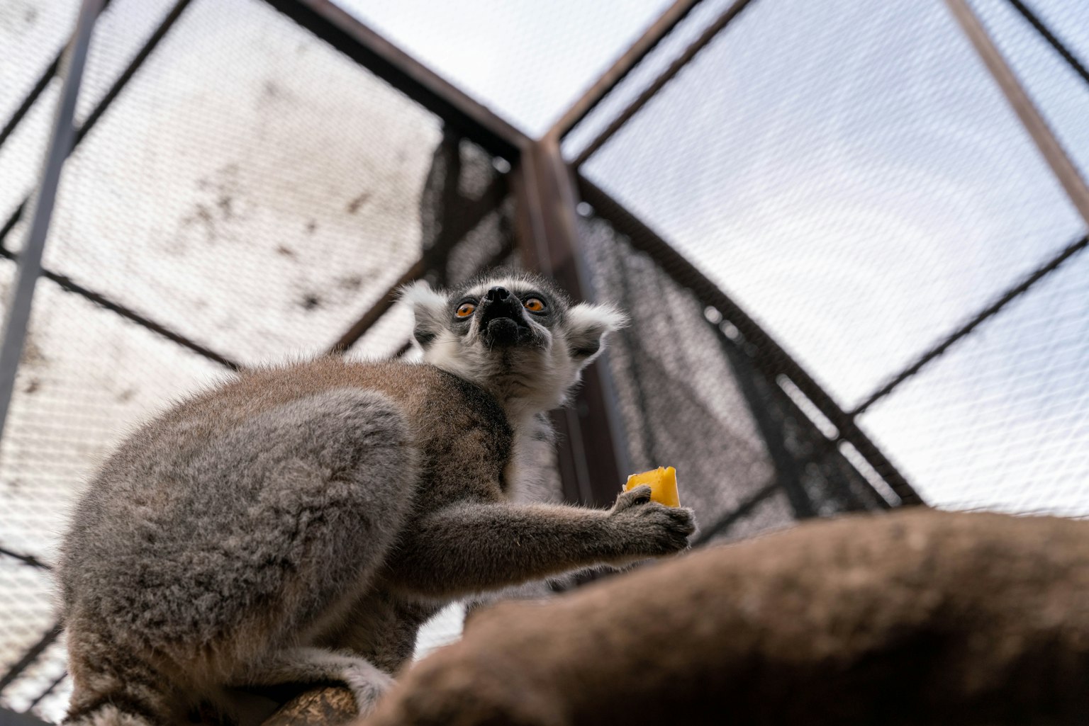 Lemur, der Futter in einem Käfig mit Metallstruktur hält