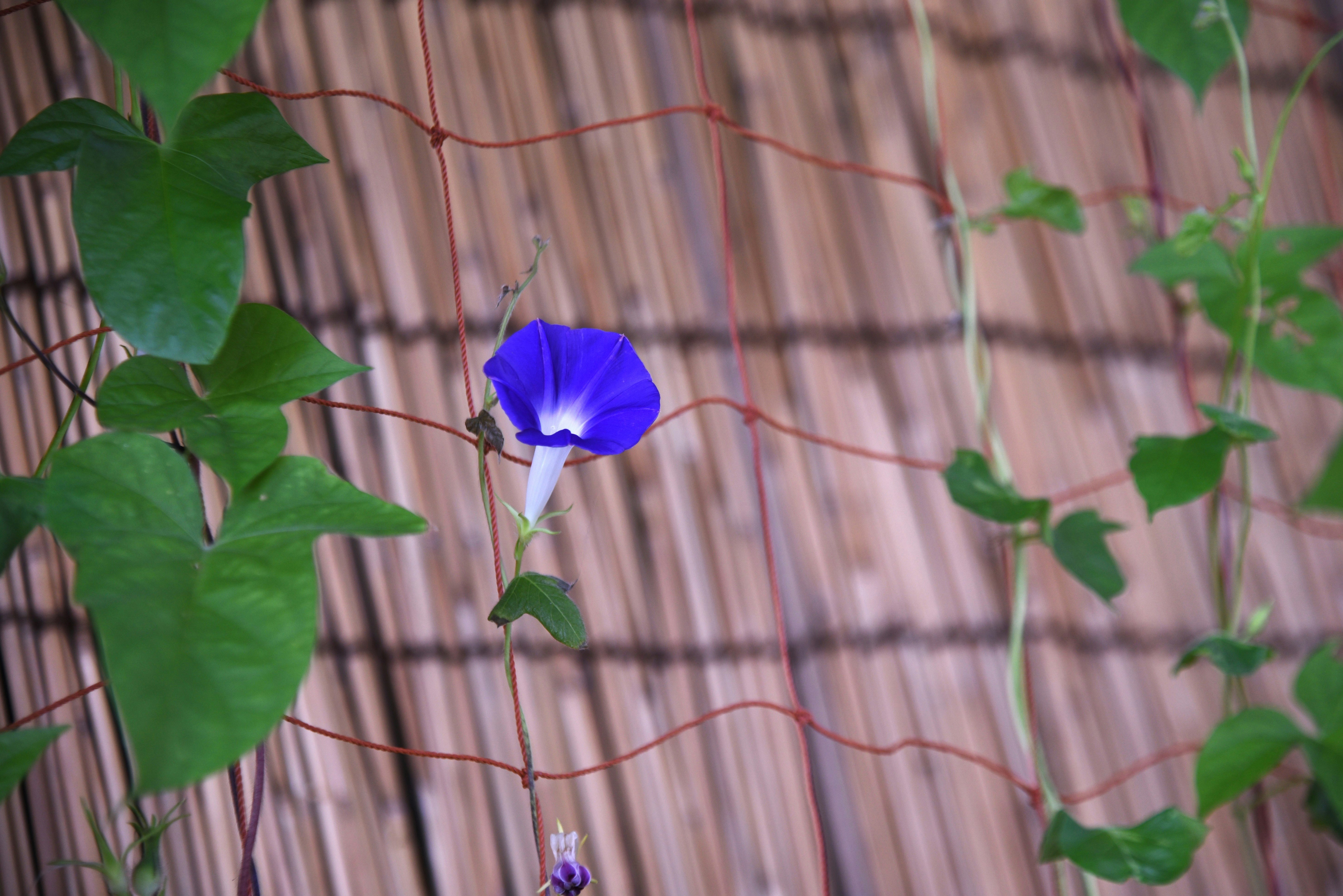 fleur d’ipomée grimpante sur une clôture en bambou dans un jardin