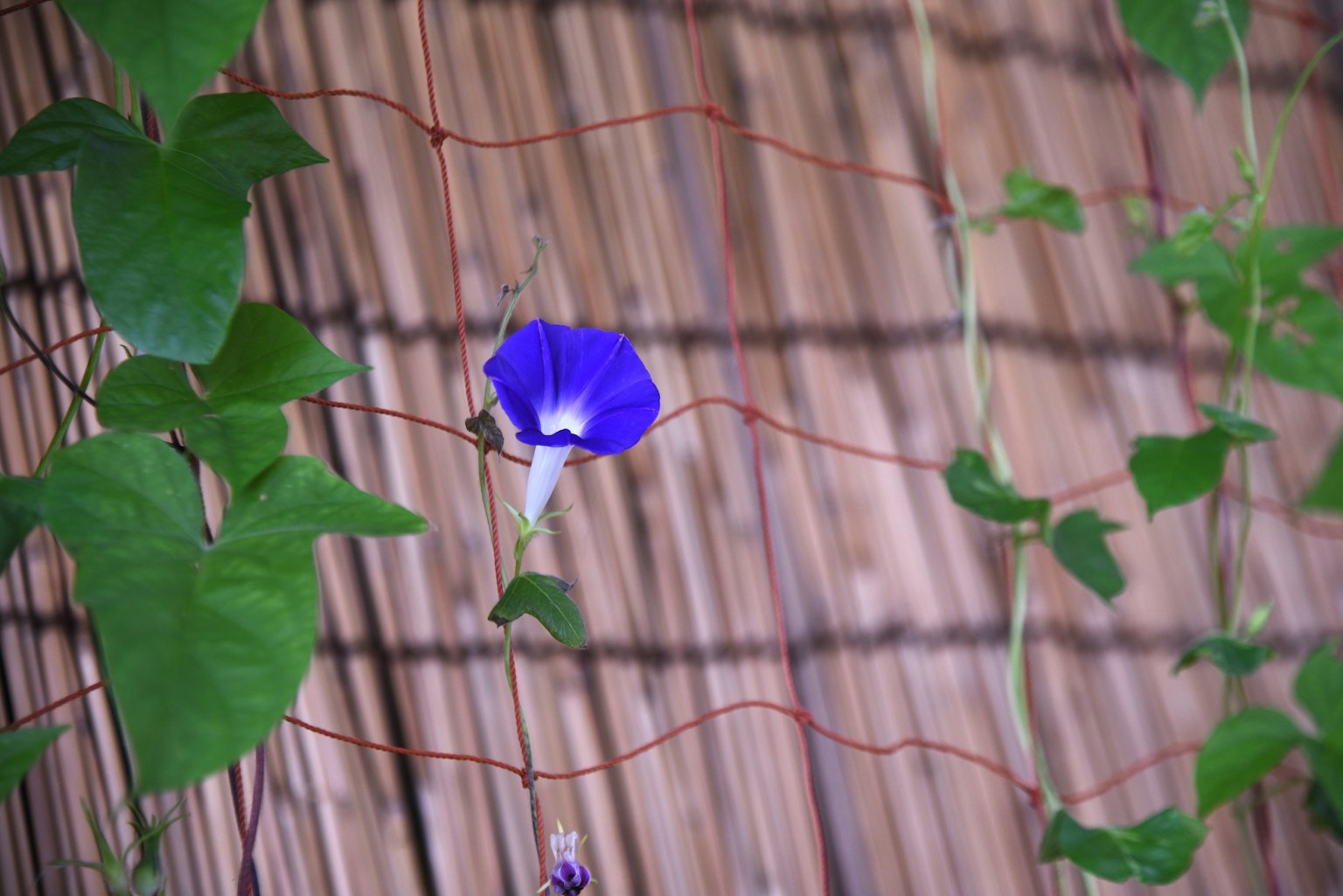 A vibrant blue flower entwined with green leaves against a bamboo fence