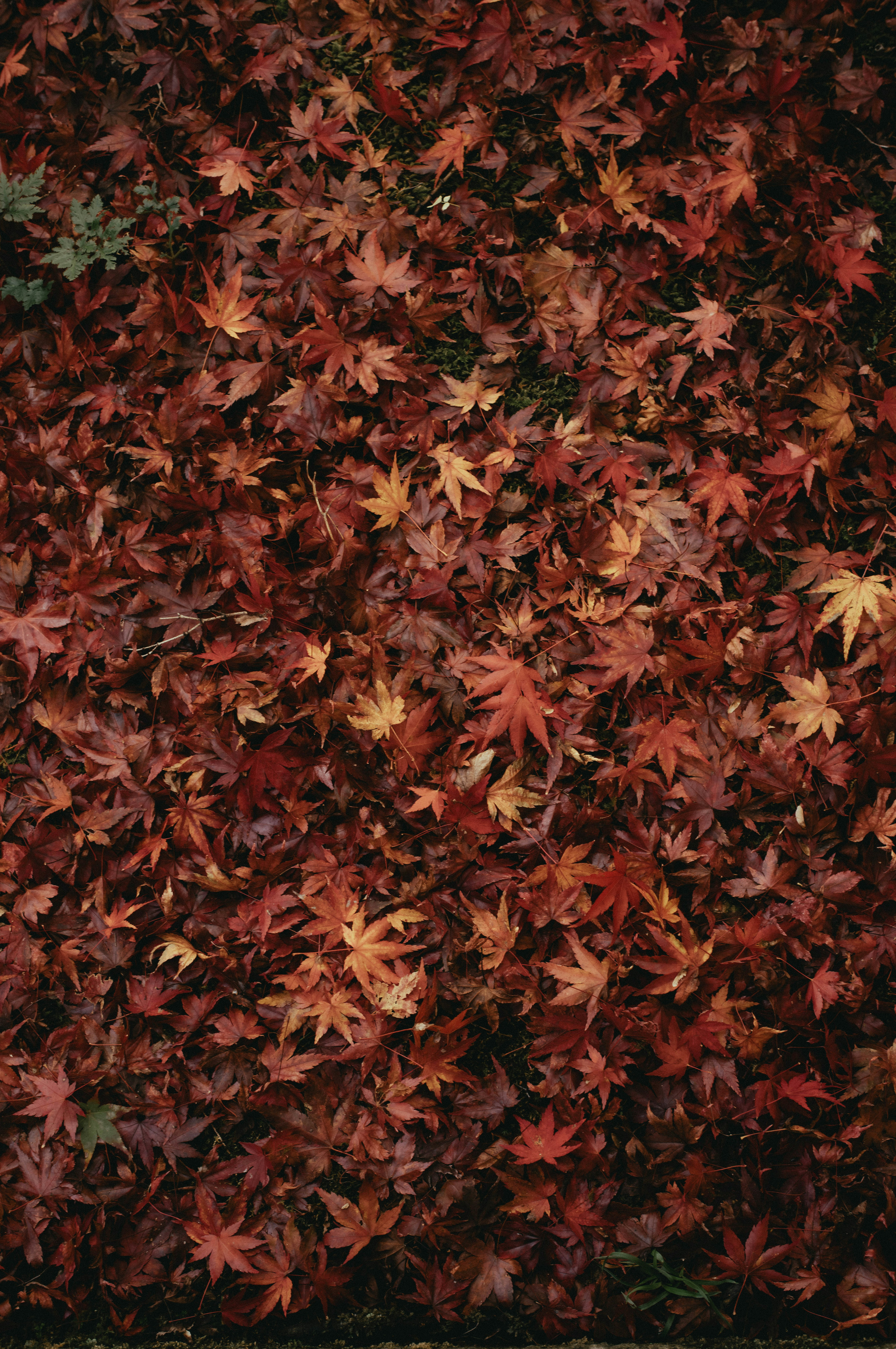 ground covered with autumn maple leaves