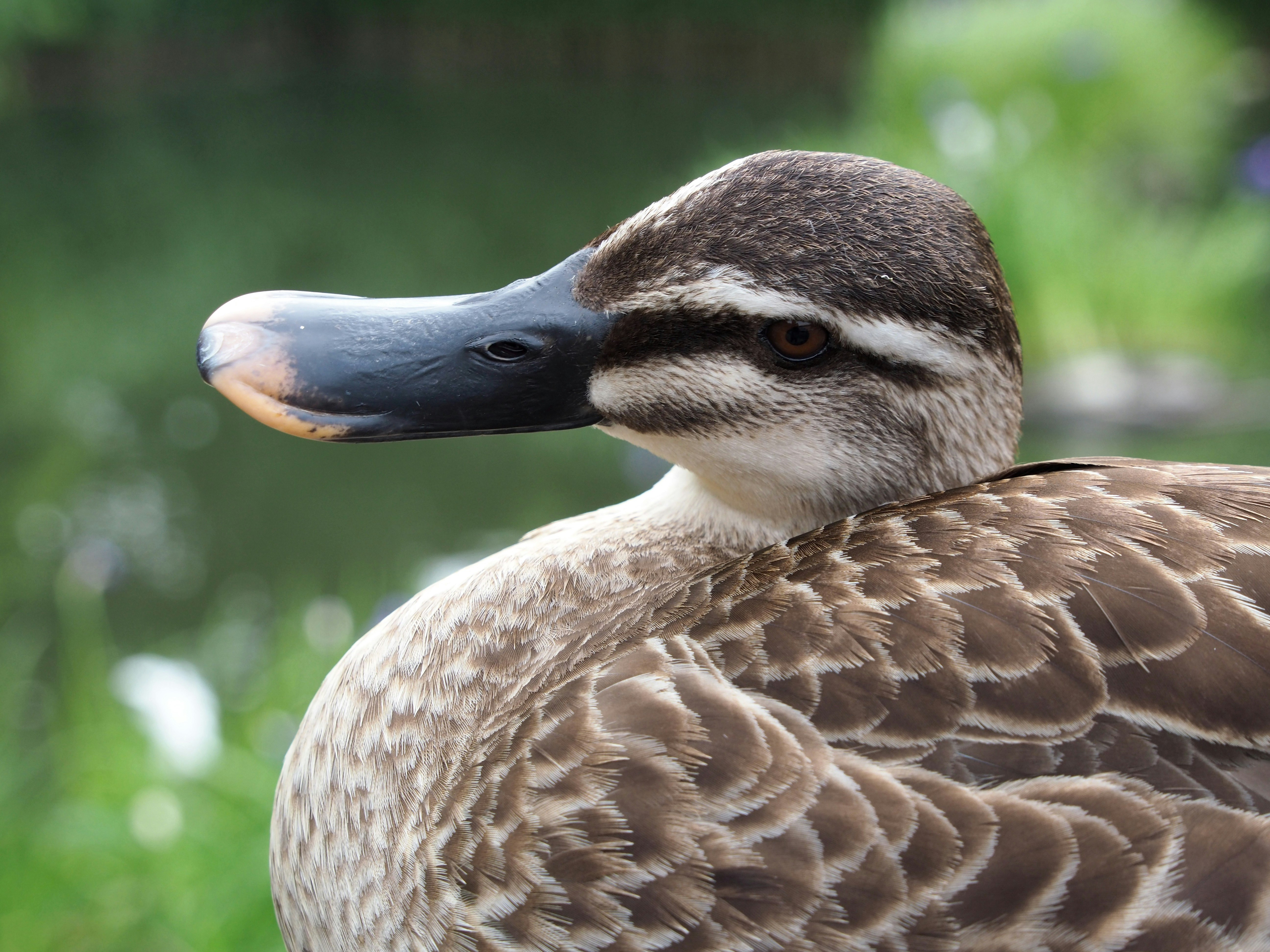 緑の背景の上にいるアヒルのような鳥の横顔