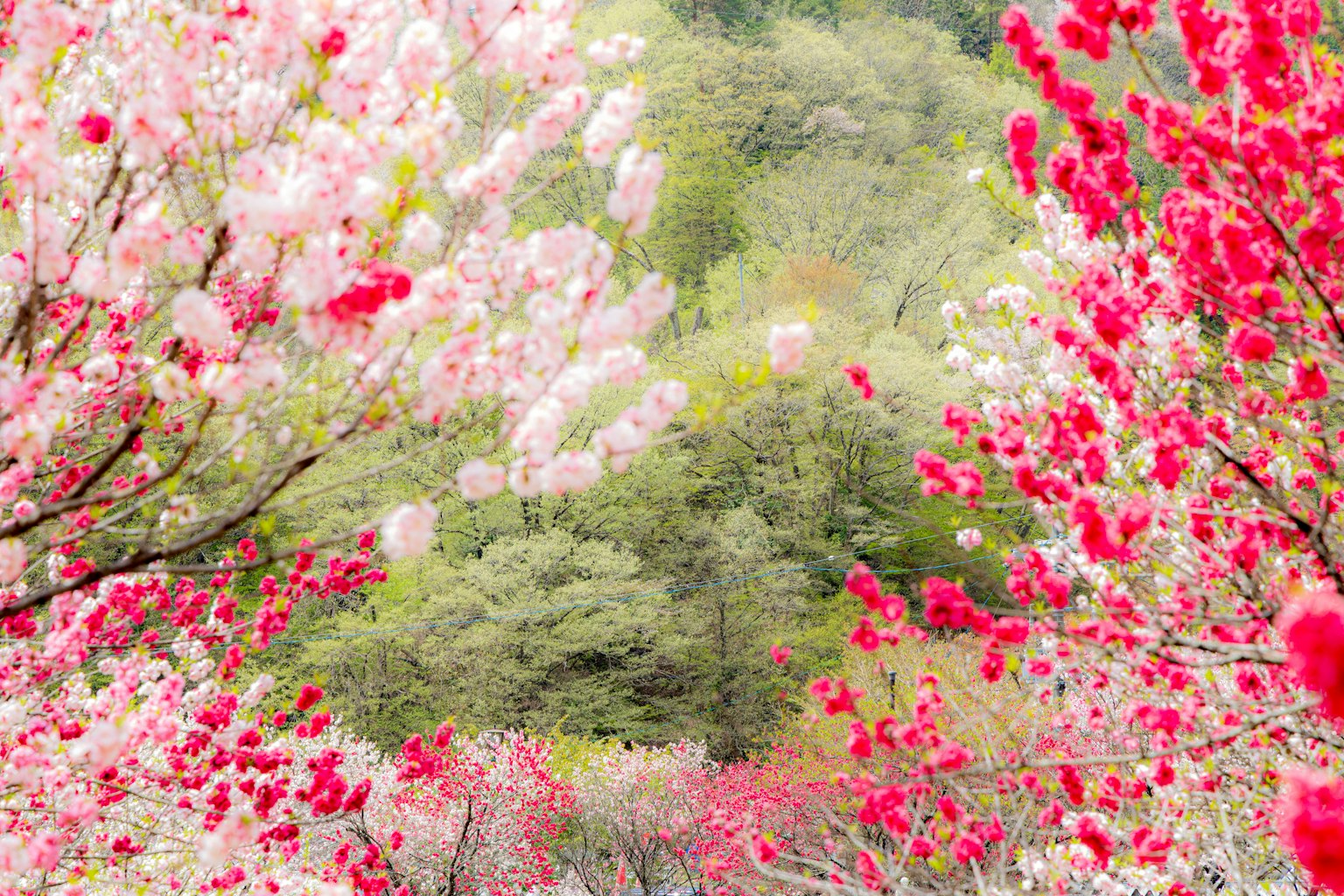 A landscape framed by pink and red blossoms with green hills in the background