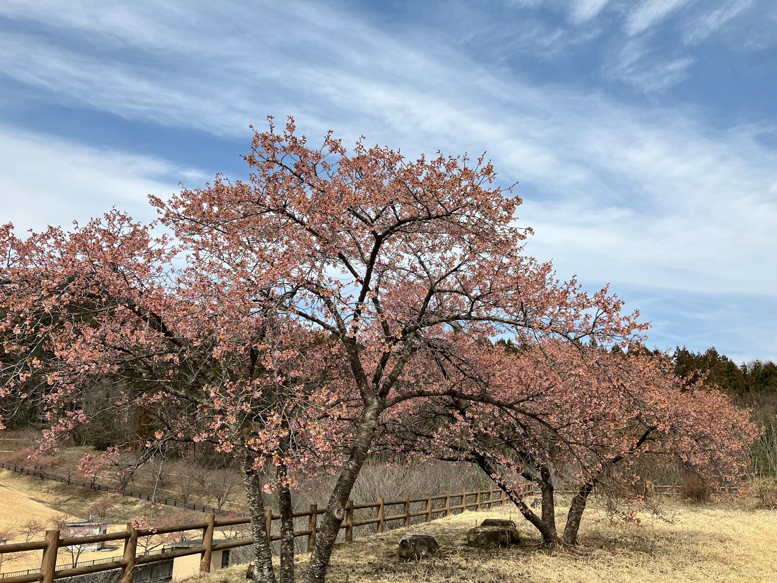 Des cerisiers en fleurs au printemps