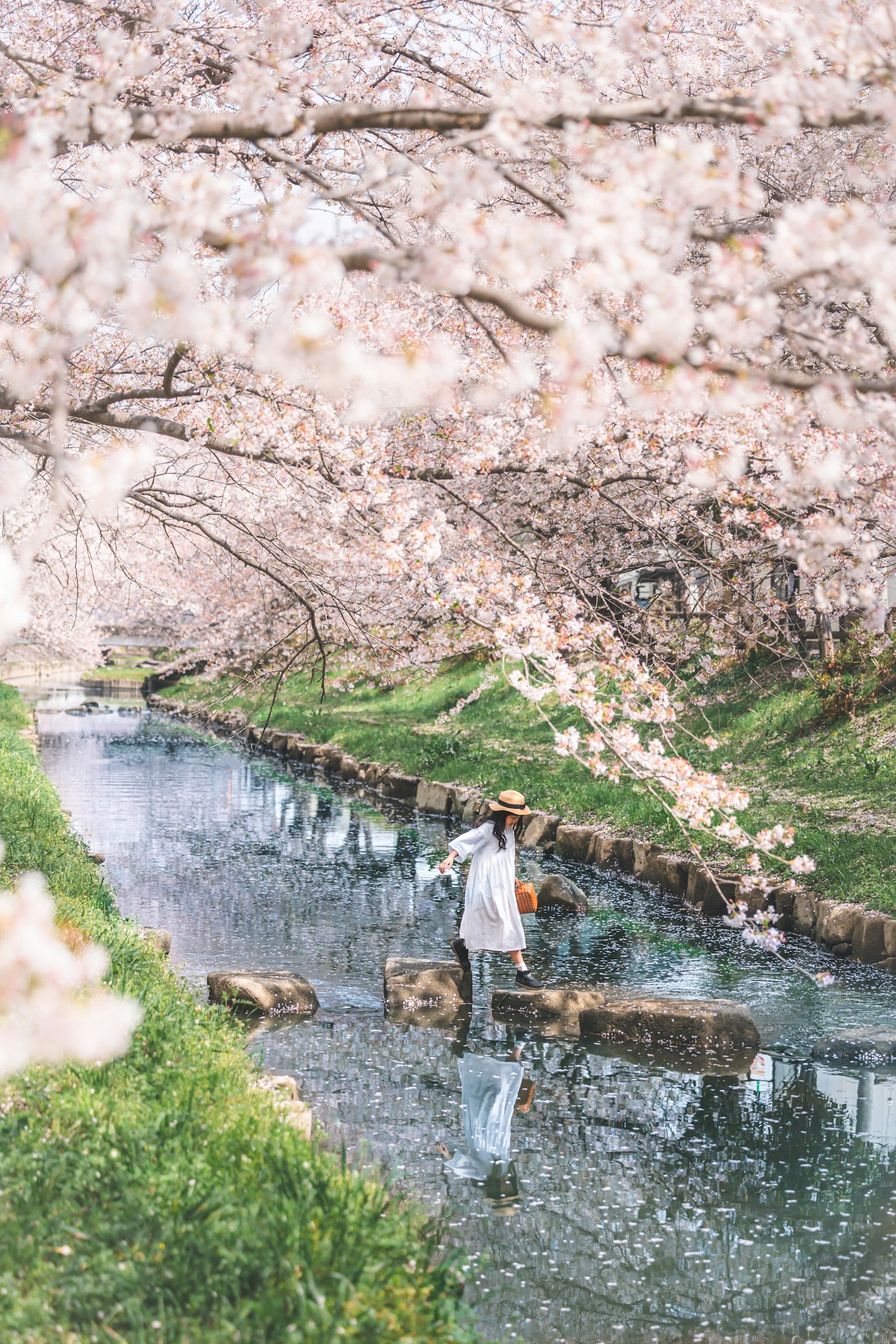 벚꽃이 만개한 강가에 서 있는 사람