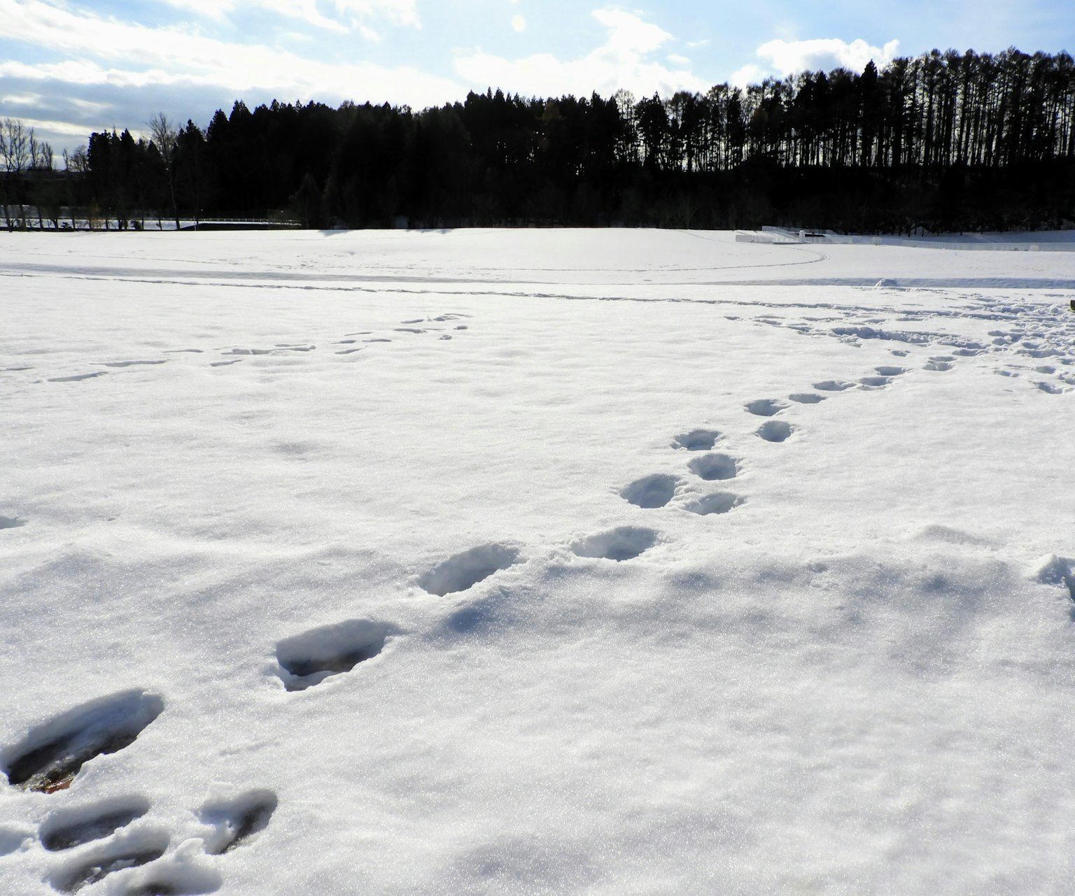 Impronte nella neve con una foresta sullo sfondo