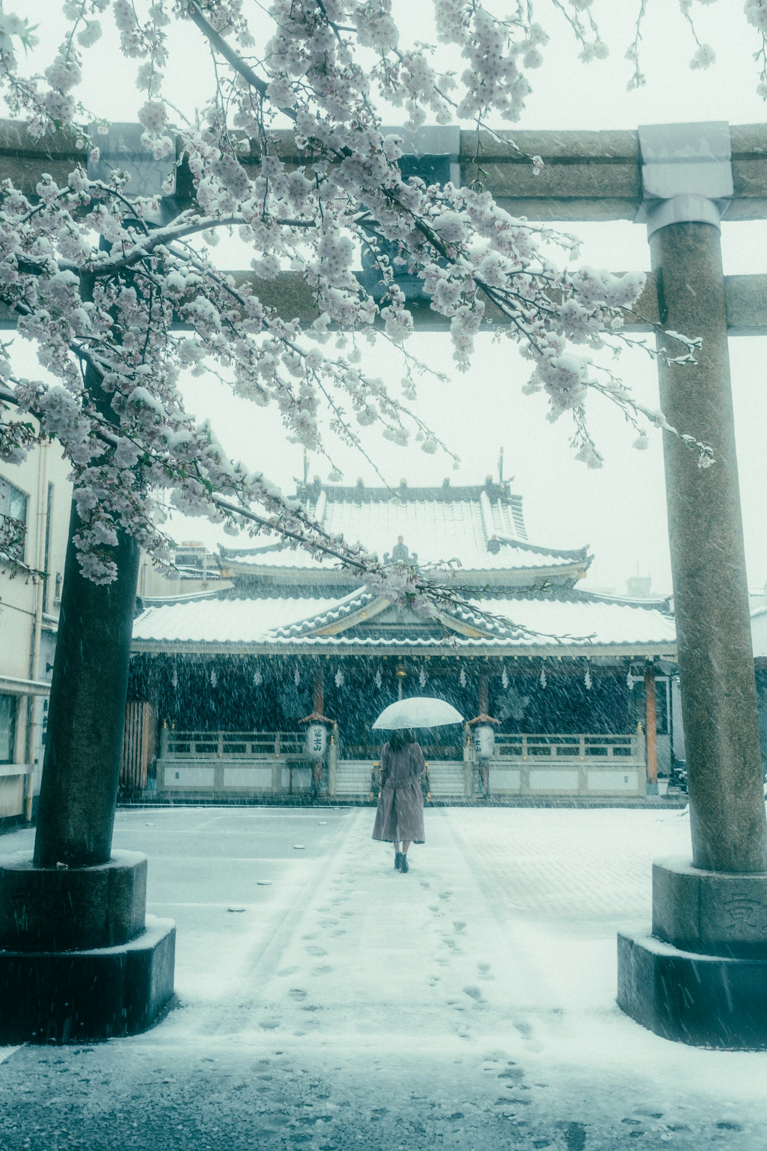 在雪中走路的人，背景是樱花和神社的鸟居