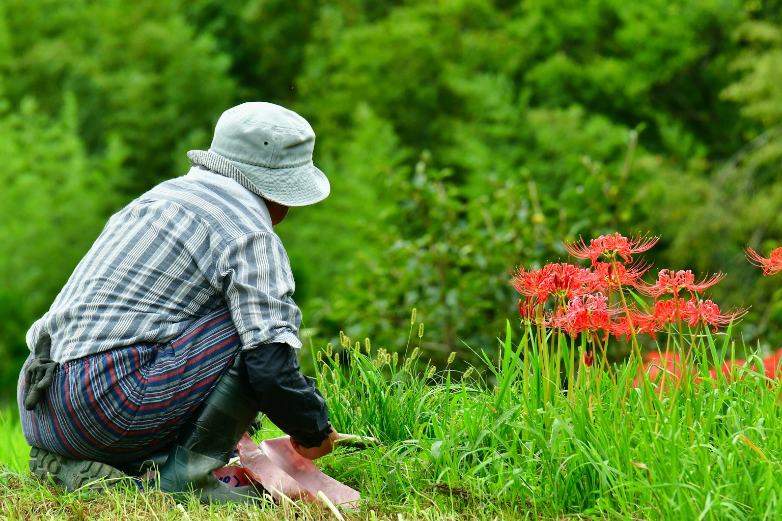 赤い花を摘む農夫の後ろ姿 緑の草原と木々の背景